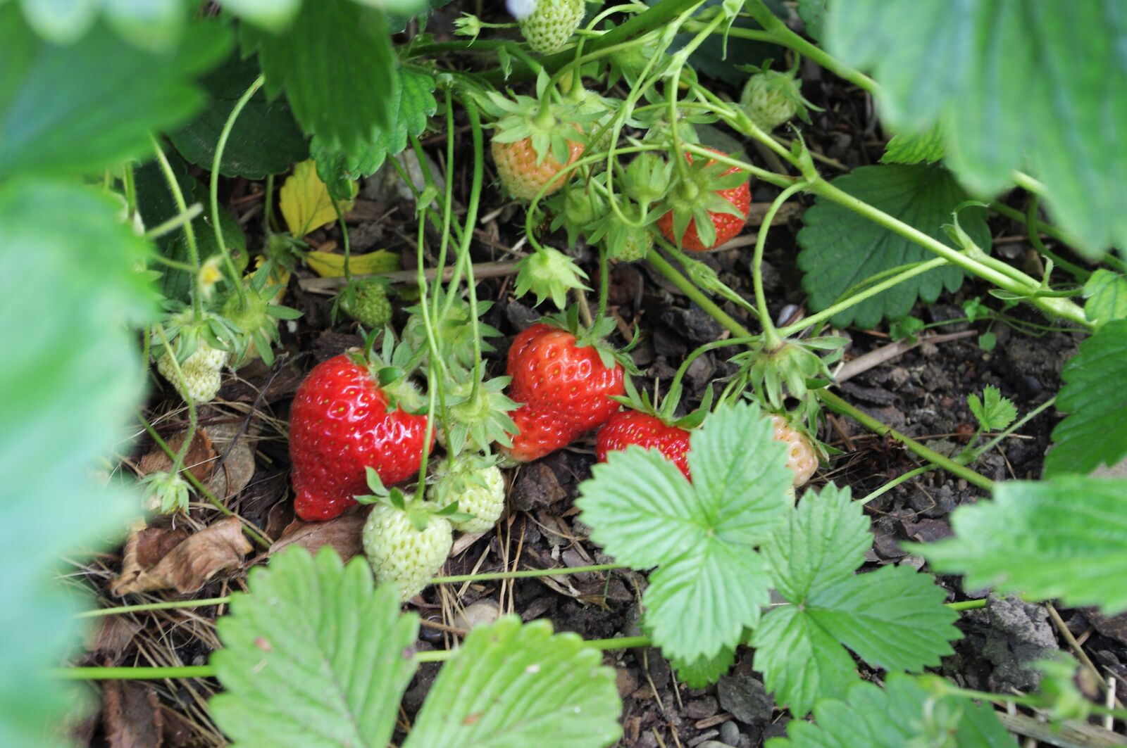 Pentax K-x sample photo. Strawberry, sweet, delicious photography