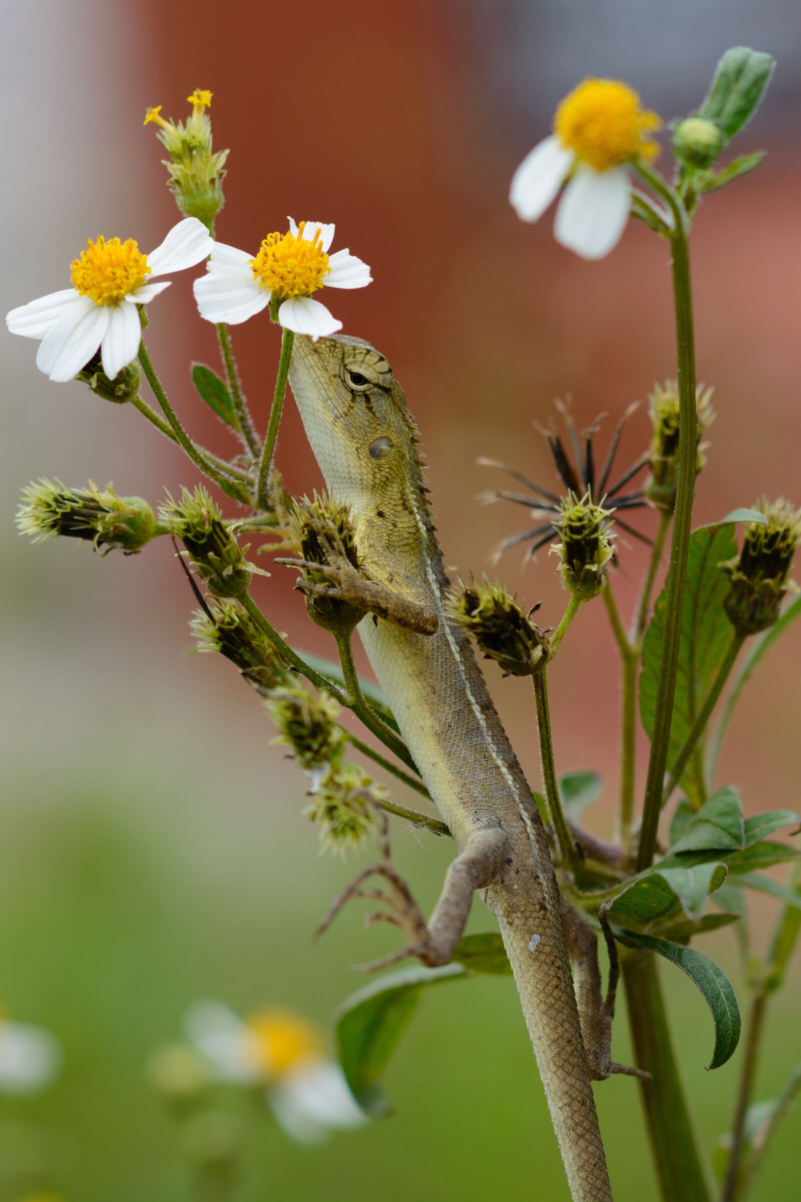 Nikon D7100 sample photo. Lizard, flowers, green photography