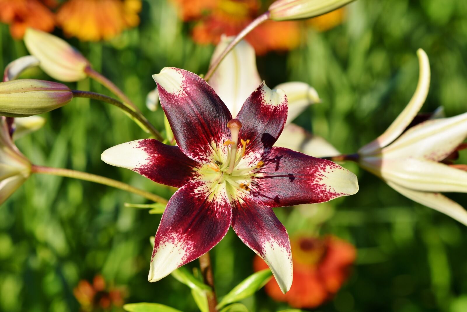 Nikon D7200 sample photo. Lily, blossom, bloom photography