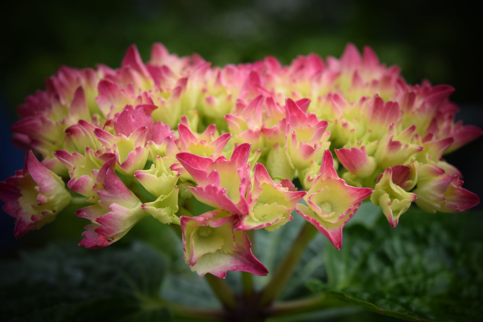 Nikon D3300 sample photo. Hydrangea, blossom, bloom photography