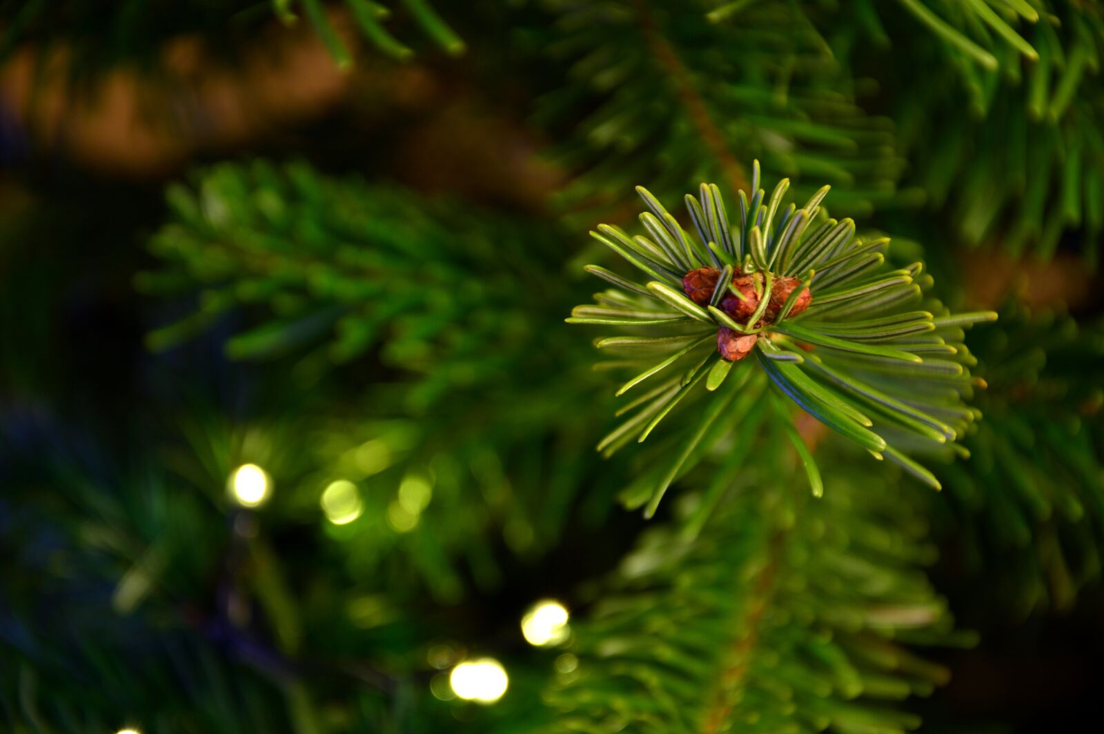 Nikon D3200 sample photo. Fir tree, fir green photography