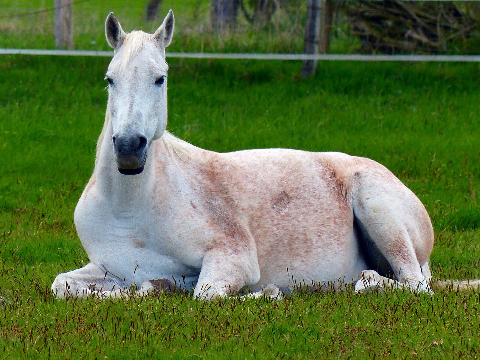 Panasonic Lumix DMC-FZ200 sample photo. Horse, mold, white photography