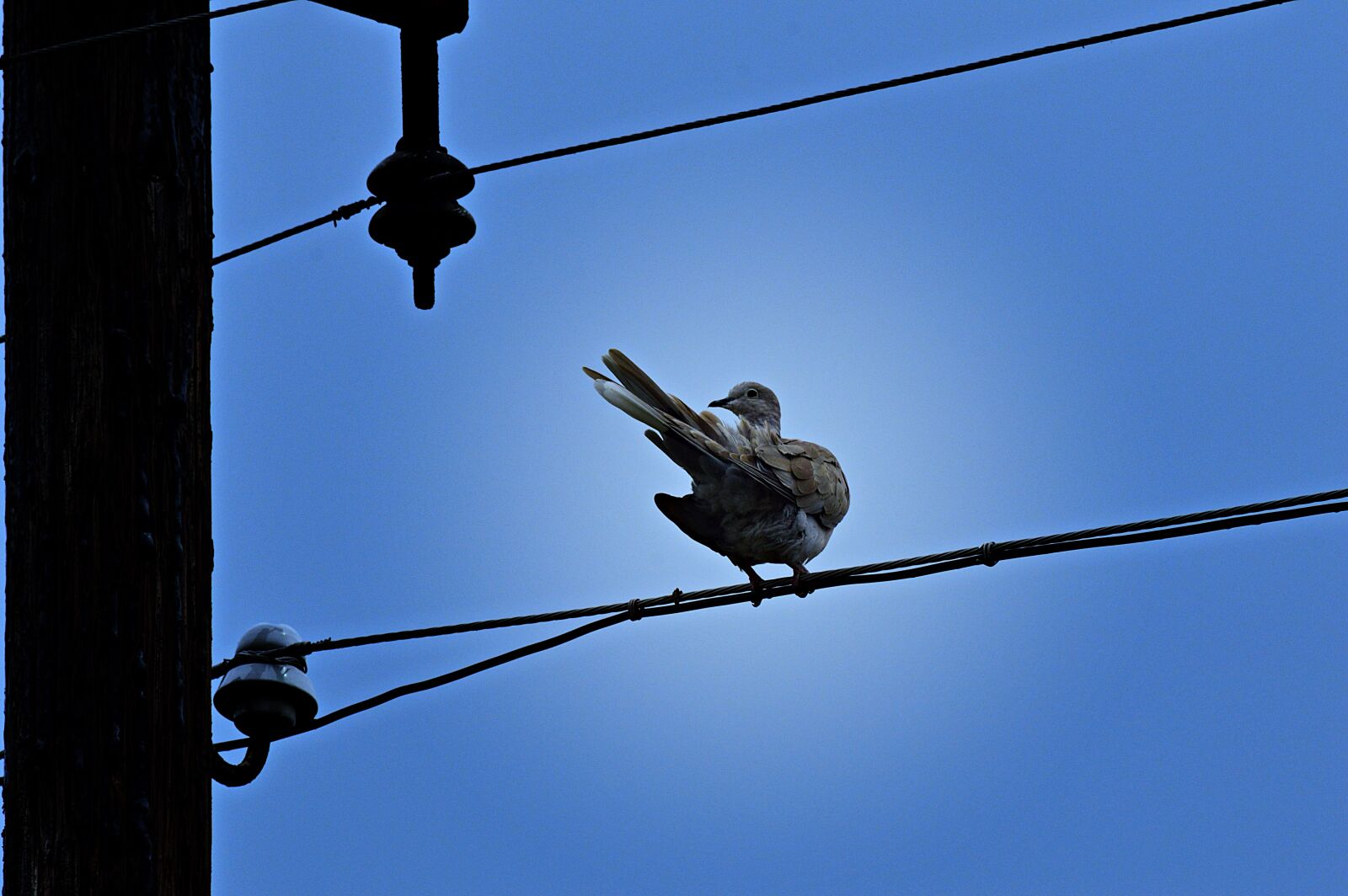 Nikon D3200 sample photo. Pigeon, turtledove, bird photography