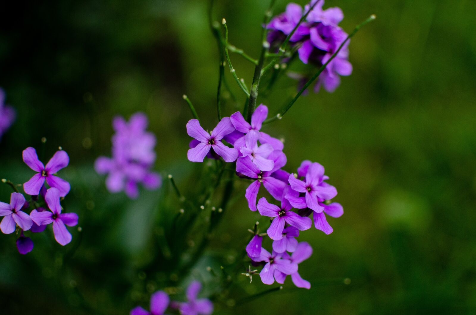 Nikon D5100 sample photo. Macro, photo, flowers photography
