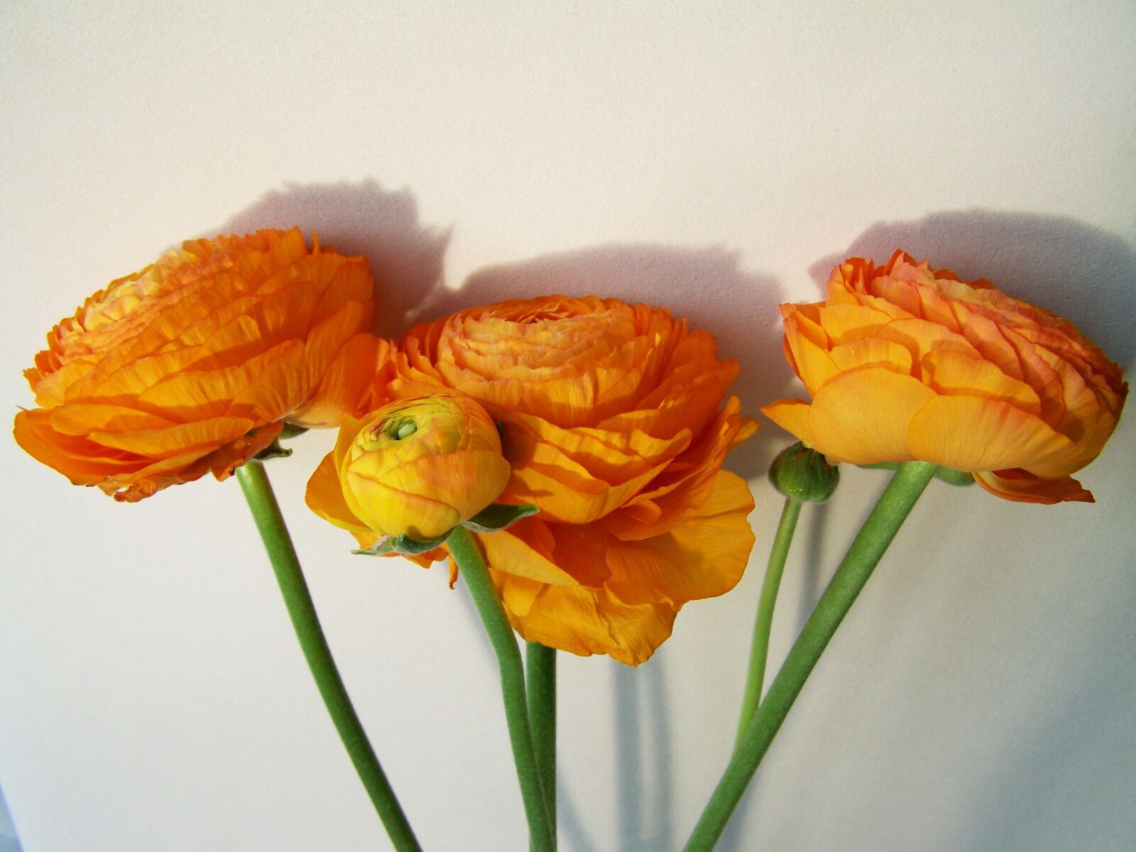 Kodak EASYSHARE ZD710 ZOOM DIGITAL CAMERA sample photo. Flower bouquet, orange, cut photography