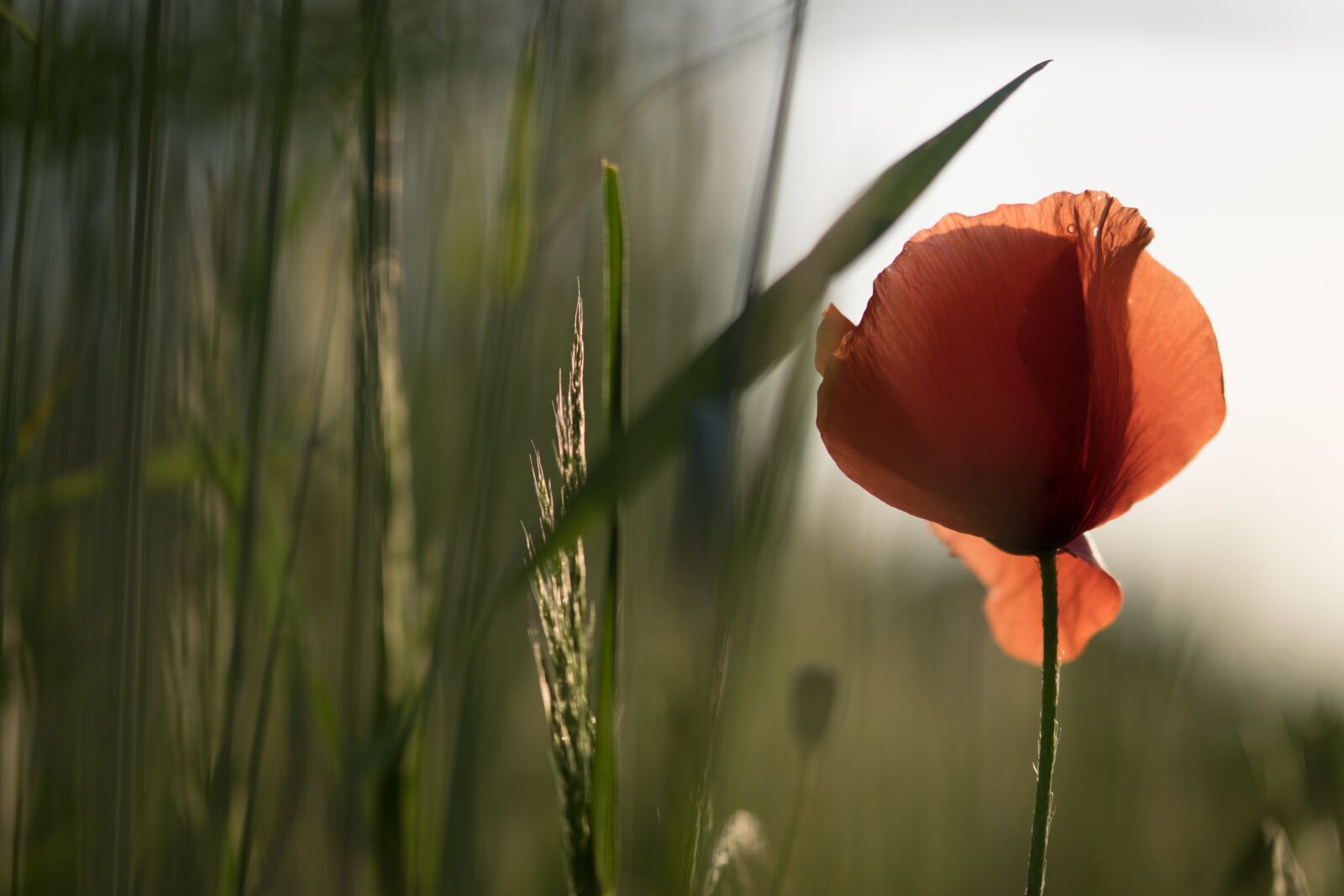 Sony ILCA-77M2 + Tamron SP AF 60mm F2 Di II LD IF Macro sample photo. Poppy, field, cereals photography