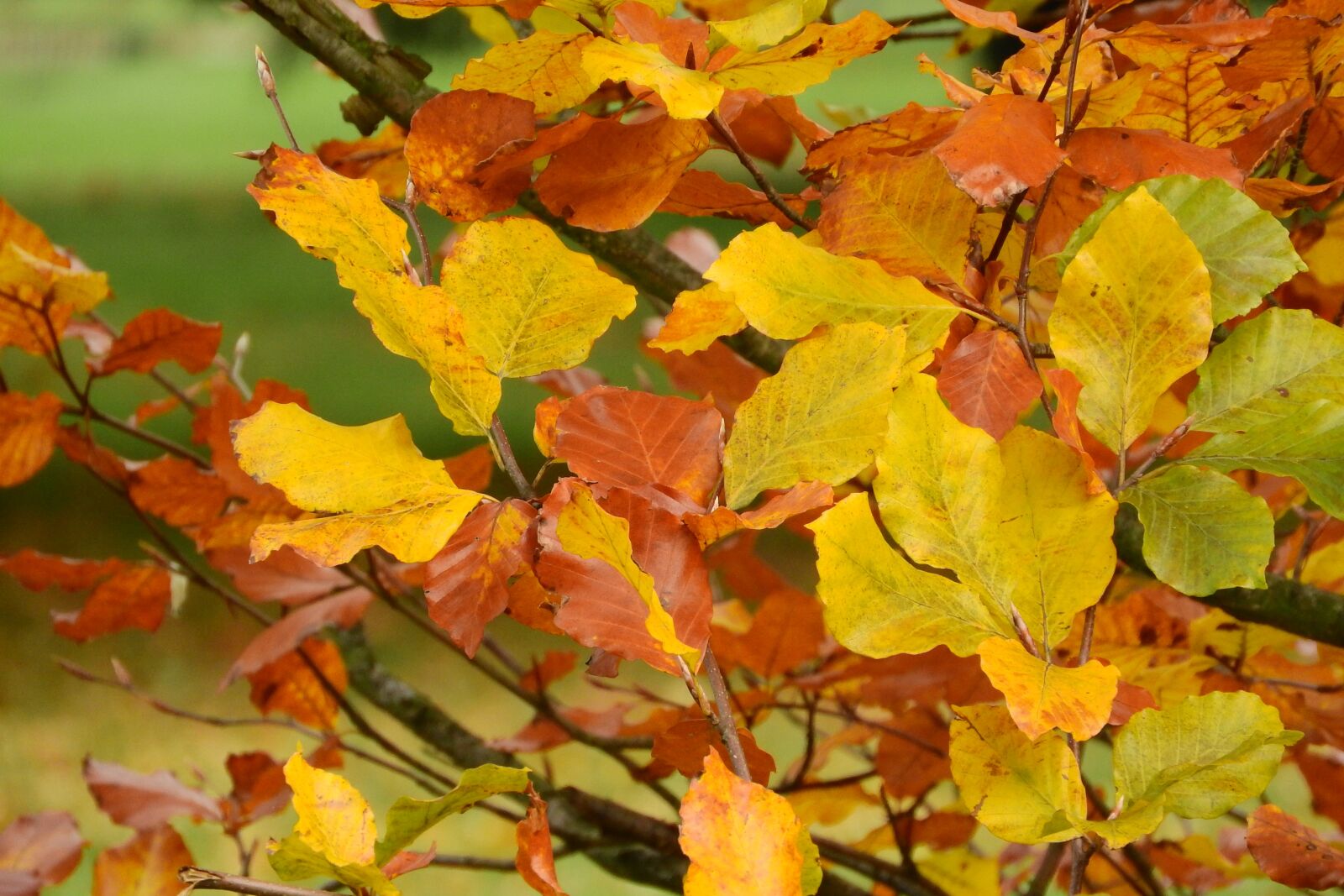 Nikon Coolpix P610 sample photo. Autumn leaves, beech, fagus photography