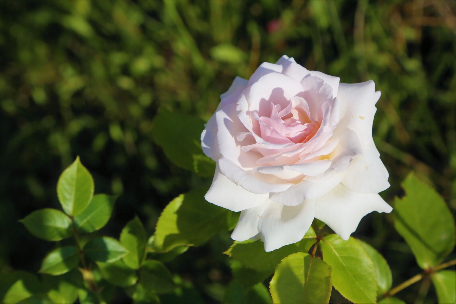 Canon EF 24-105mm F4L IS USM sample photo. Rose, nature, spring photography
