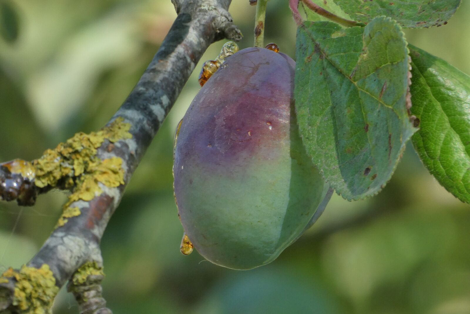 Panasonic Lumix DC-ZS70 (Lumix DC-TZ90) sample photo. Plum, plum tree, mature photography