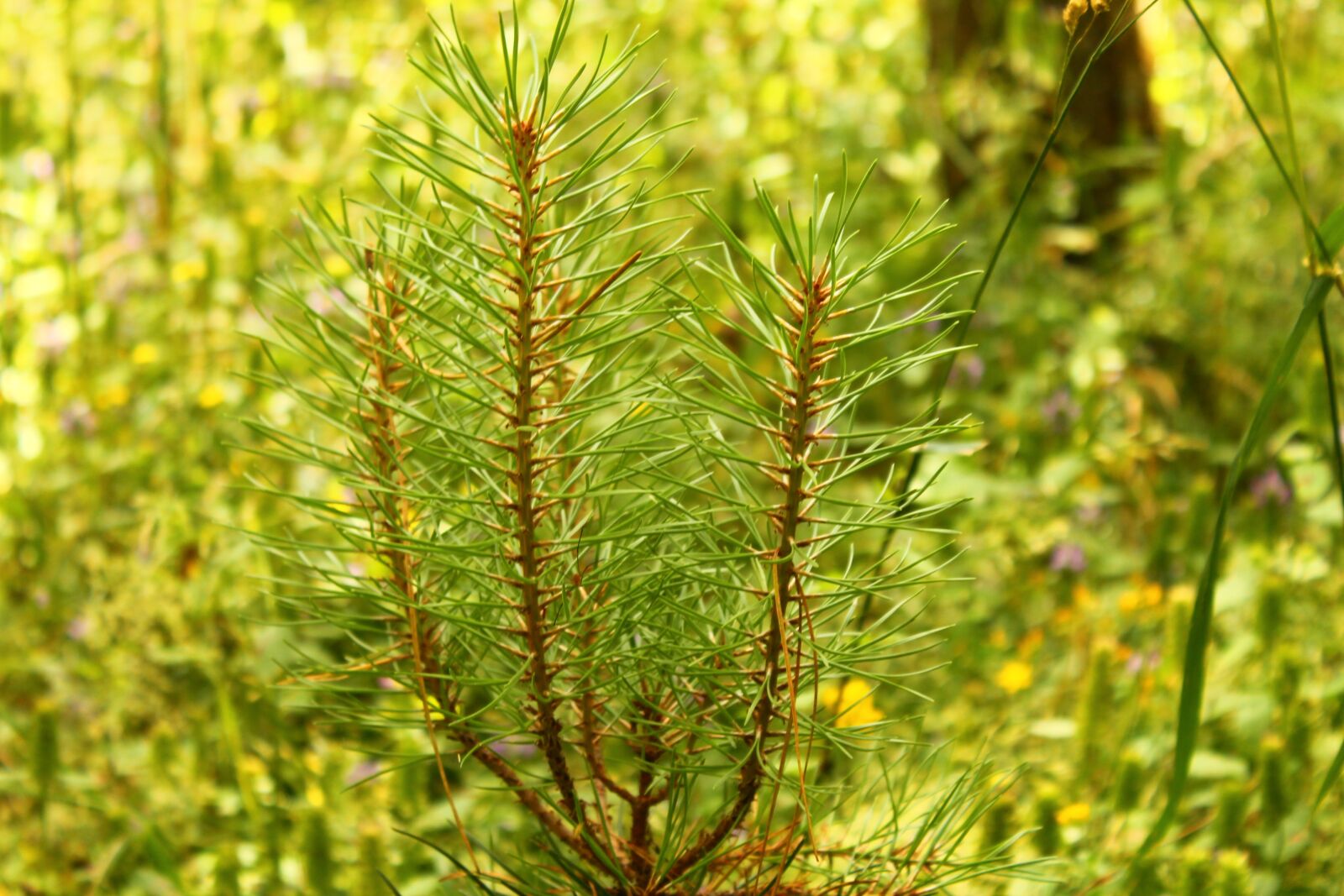 Canon EOS 1100D (EOS Rebel T3 / EOS Kiss X50) sample photo. Landscape, fresh air, mountain photography