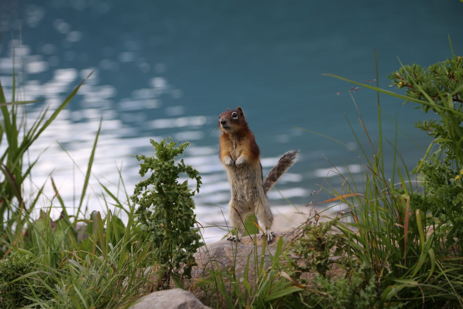 Canon EOS 6D + Canon EF 24-105mm F4L IS USM sample photo. Squirrel, clean console memory photography