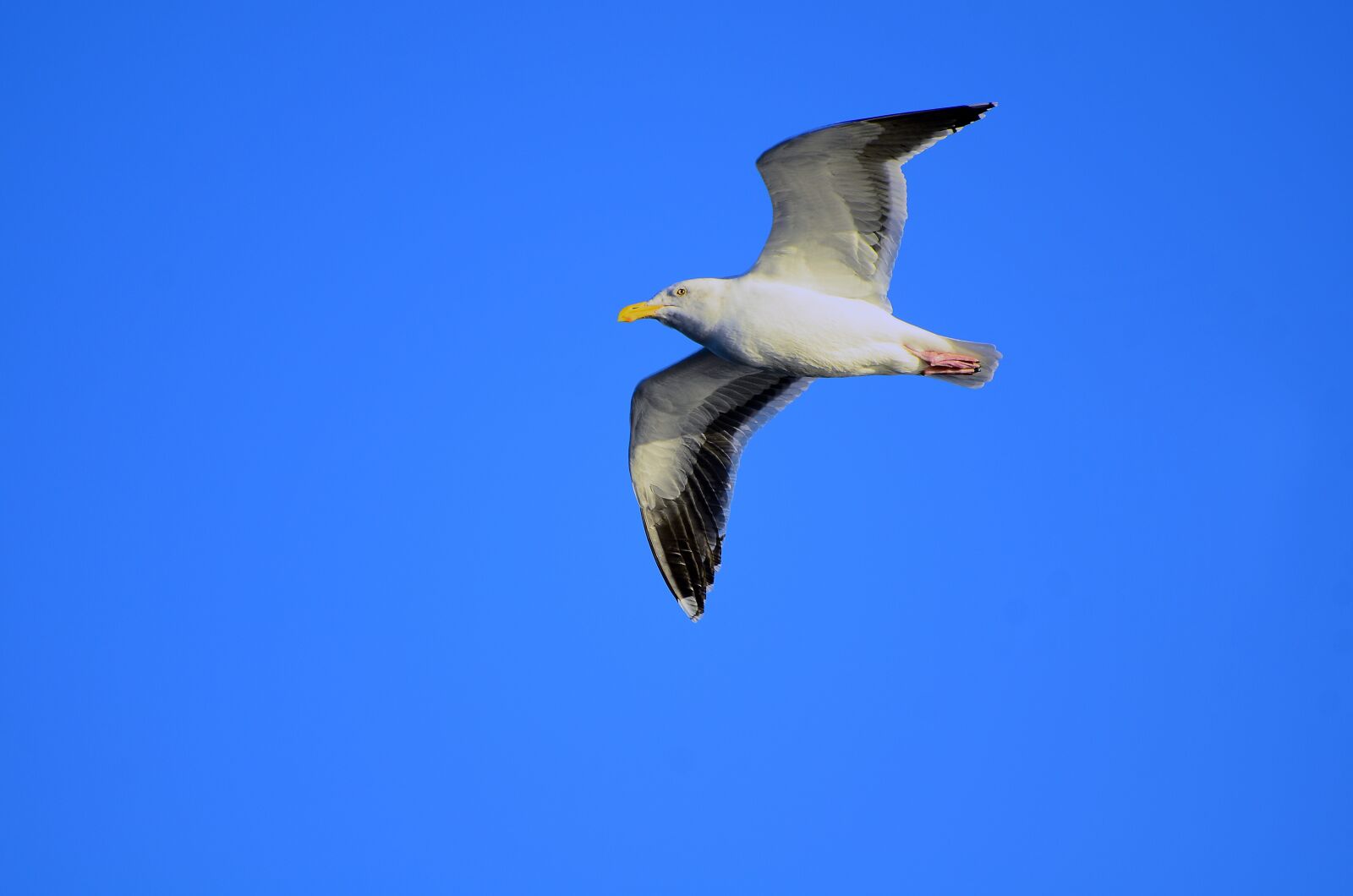 Nikon D7000 sample photo. Seagull, bird, flying photography