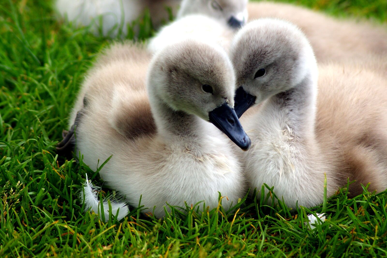 Sony Alpha DSLR-A390 sample photo. Swans, chicks, nature photography