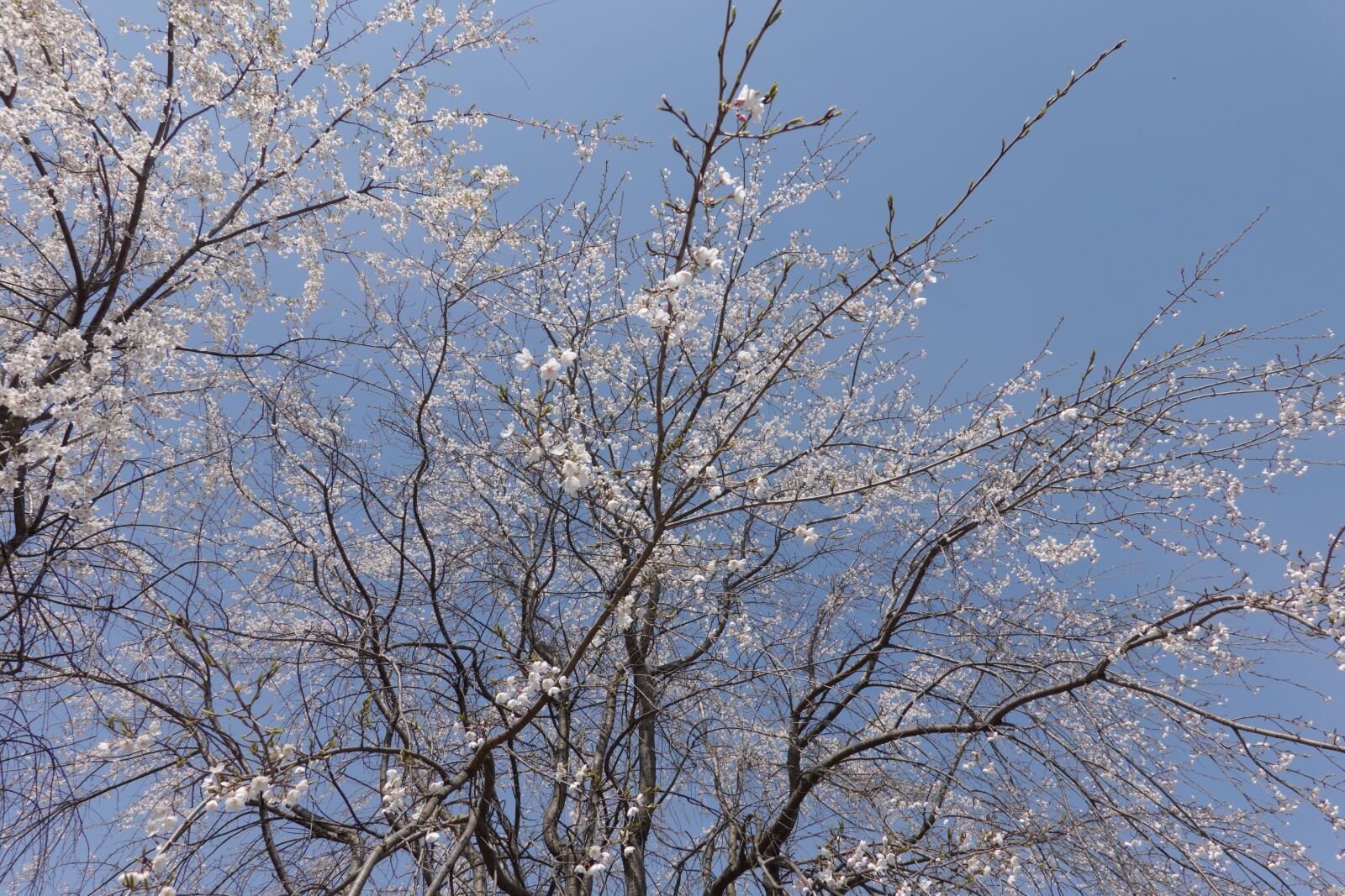 Sony Cyber-shot DSC-RX100 VI sample photo. Spring, flowers, nature photography