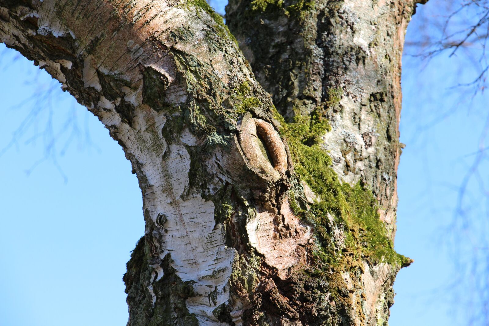 Canon EOS 700D (EOS Rebel T5i / EOS Kiss X7i) sample photo. Tree, birch, nature photography