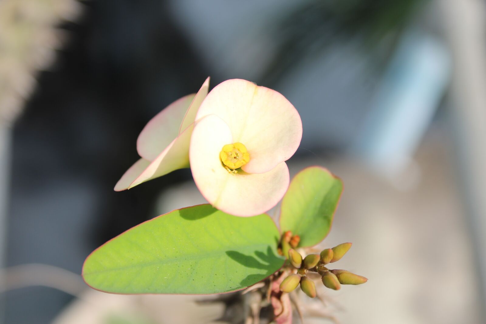 Canon EOS 1300D (EOS Rebel T6 / EOS Kiss X80) sample photo. Nature, flower, flora photography