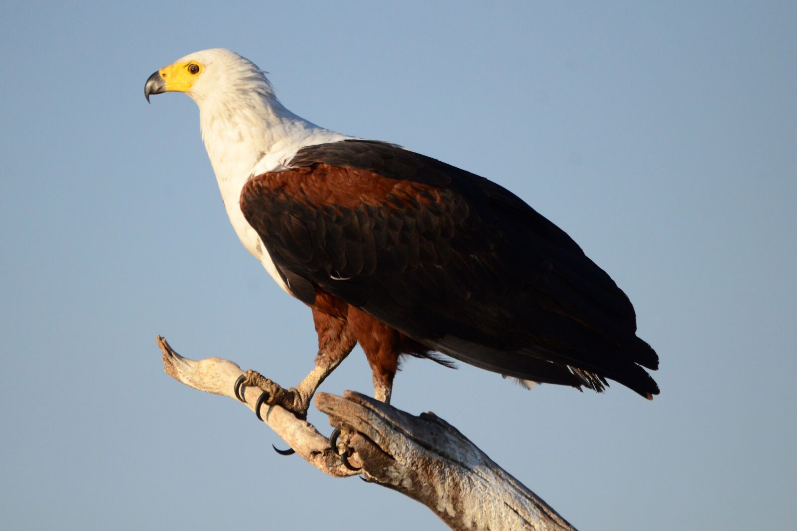 Nikon D7000 sample photo. Osprey, adler, bird photography