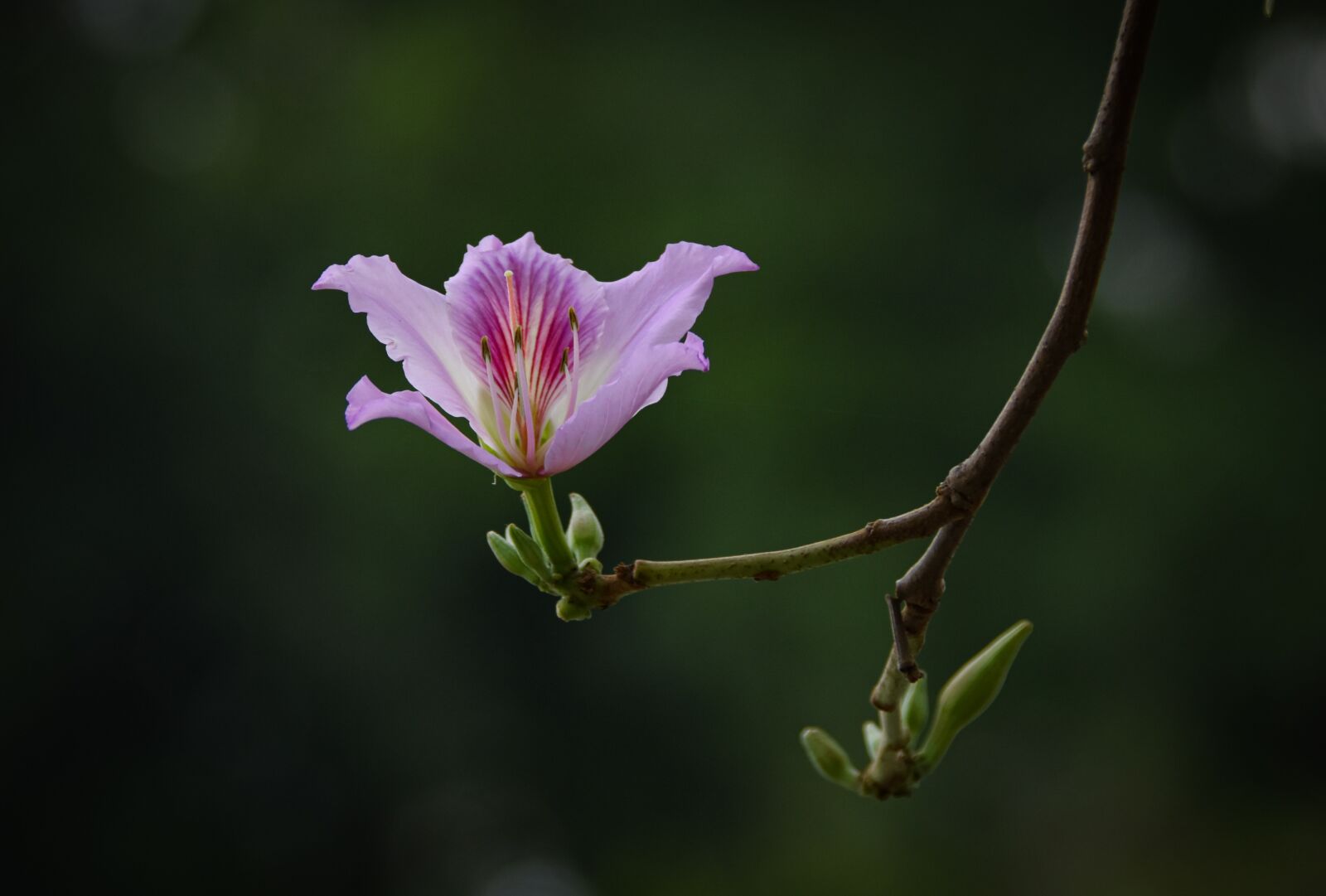 Nikon D7200 sample photo. United board, violet, blooming photography