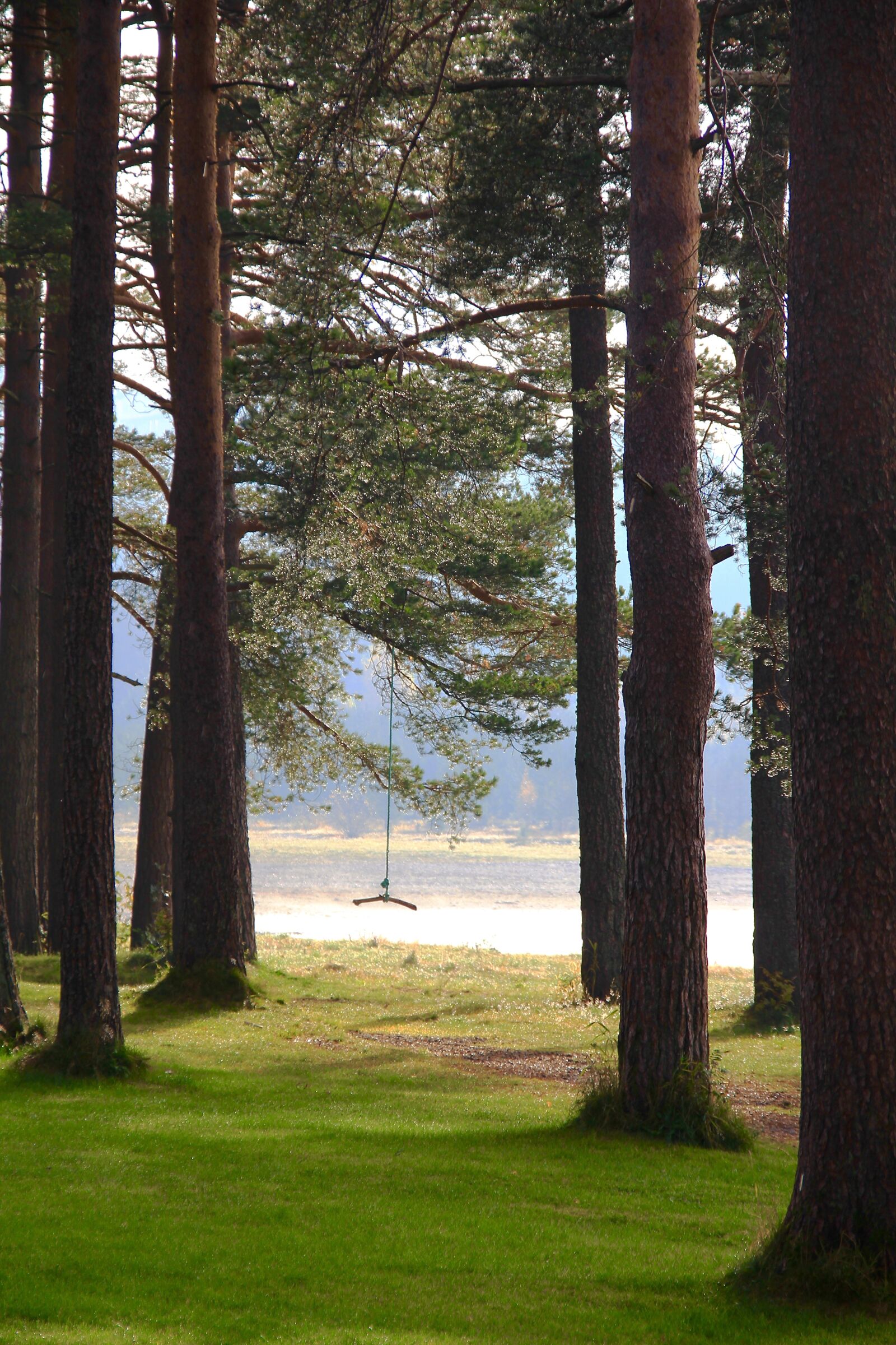 Canon EOS 60D sample photo. Swing, tree, forest photography
