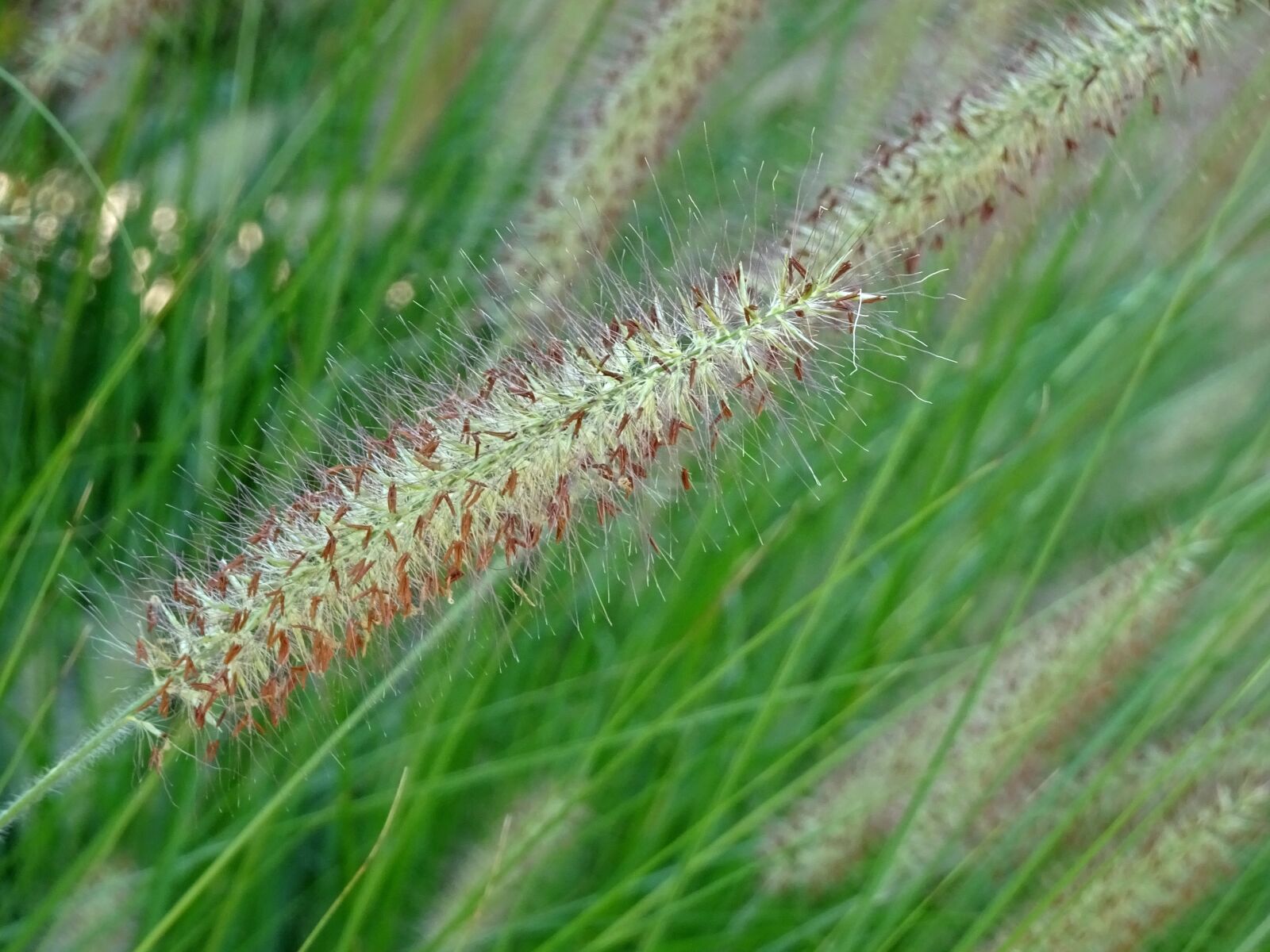 Sony Cyber-shot DSC-HX90V sample photo. Plants, herbs, grasses photography