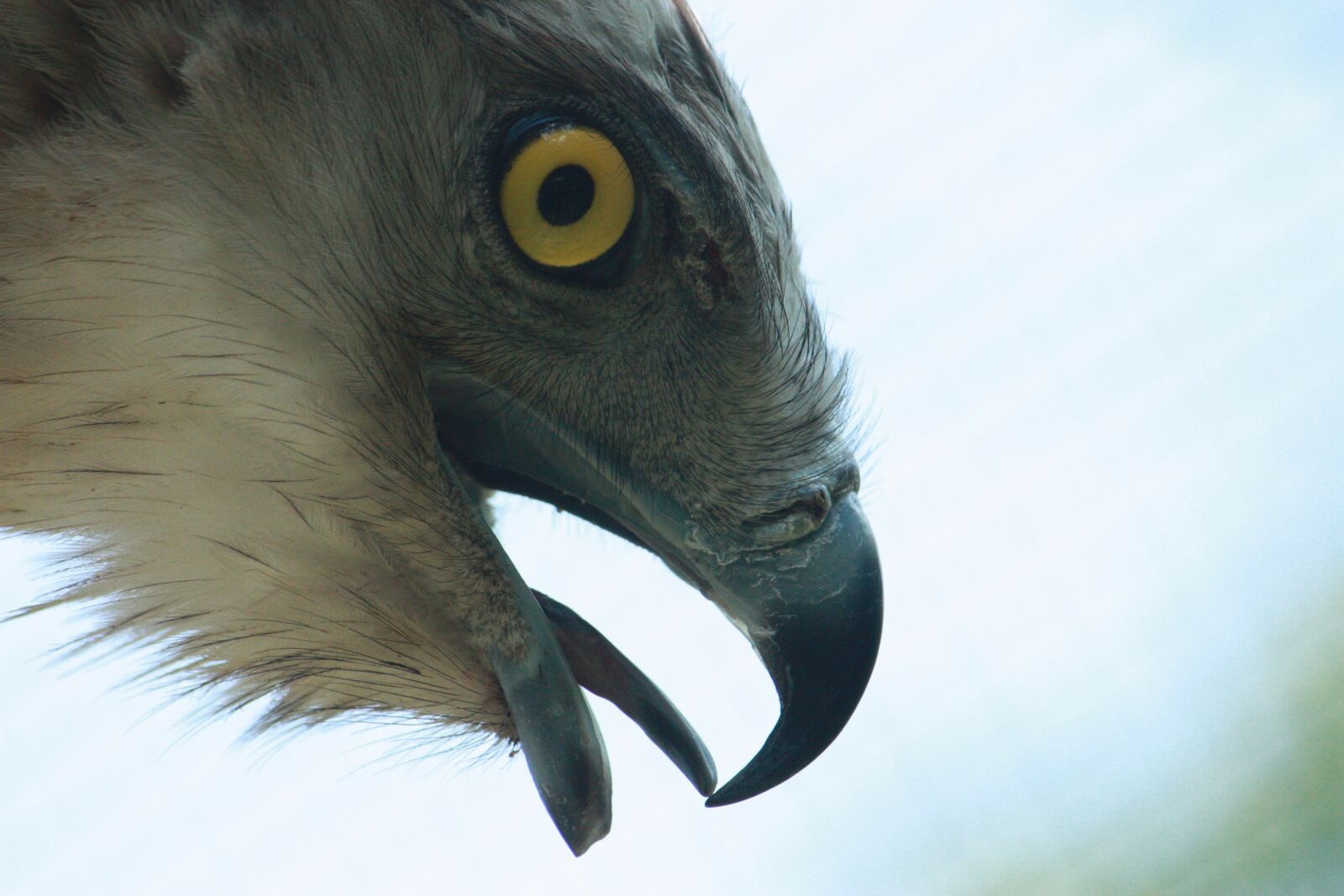 Canon EOS 450D (EOS Rebel XSi / EOS Kiss X2) sample photo. Short-toed eagle, short-toed snake photography