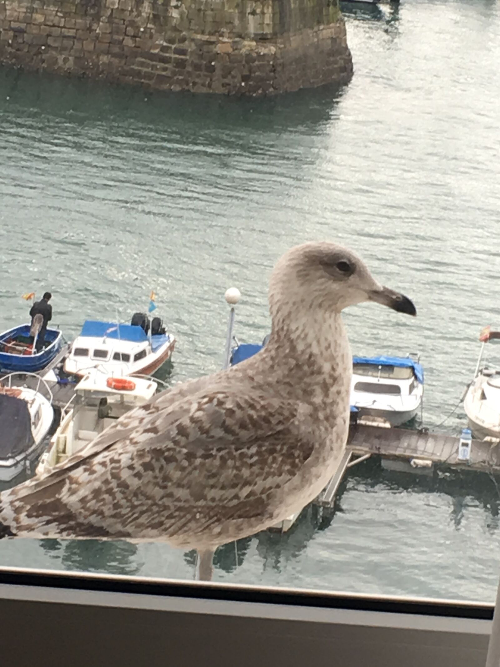 Apple iPhone 6s sample photo. Seagull, gijón, miga photography