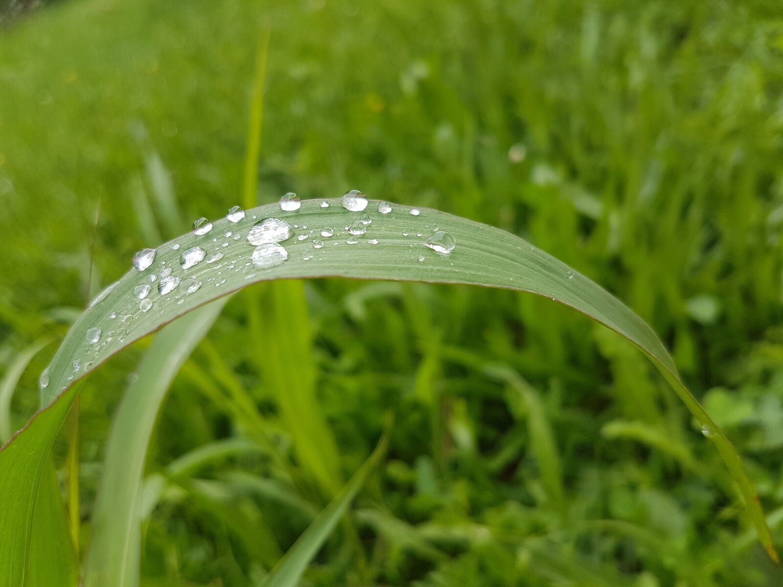 Samsung Galaxy S7 sample photo. Drops, nature, droplets photography