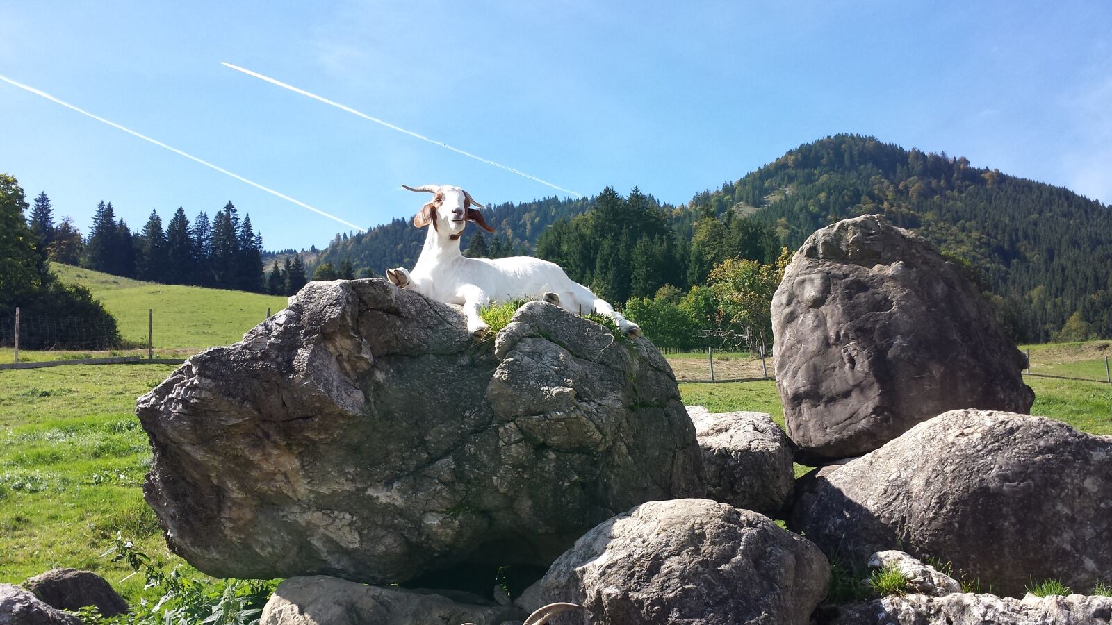 Samsung Galaxy S4 sample photo. Goat, allgäu, animal photography