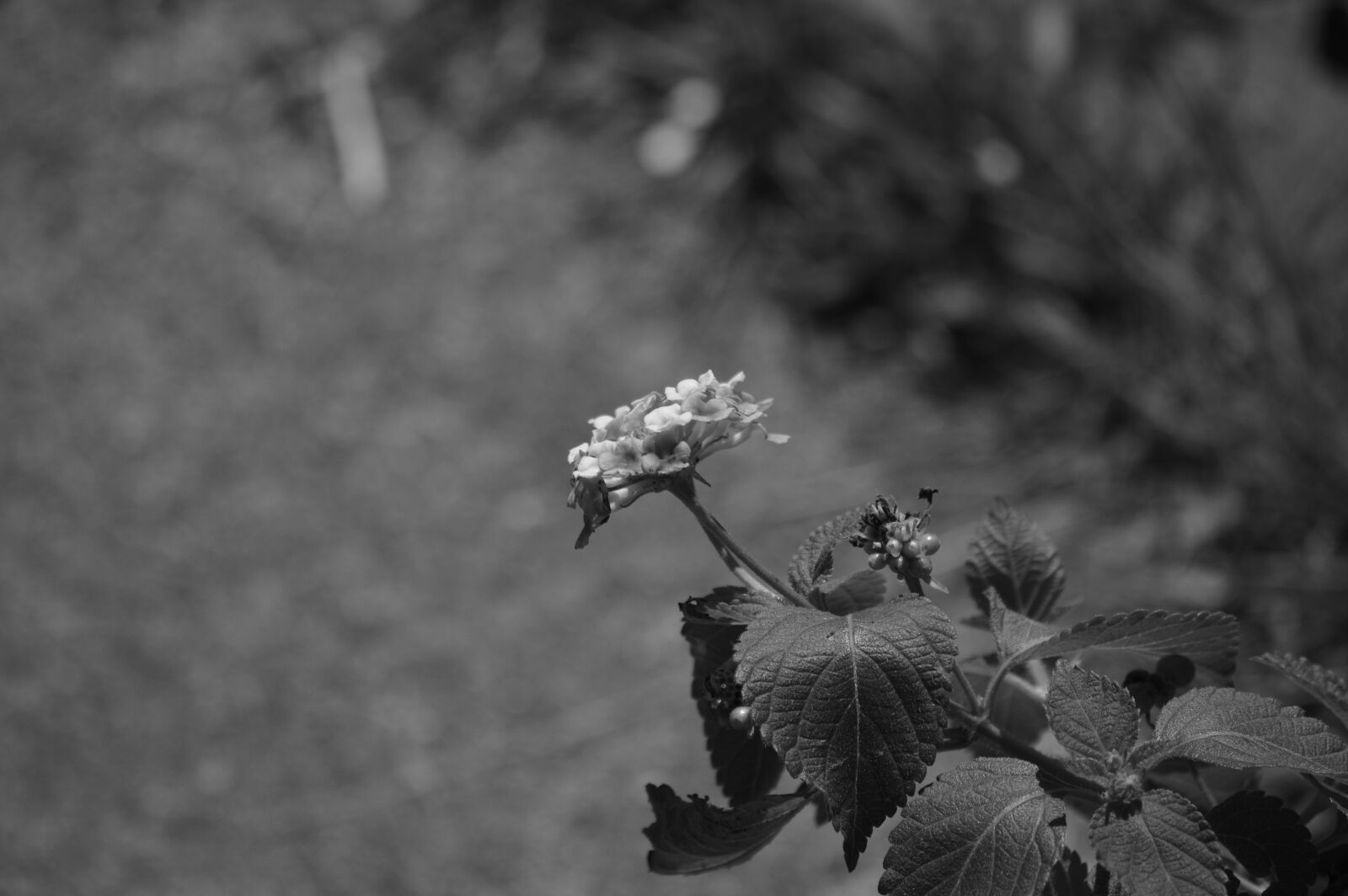 Nikon D3200 sample photo. B w, plant, black photography