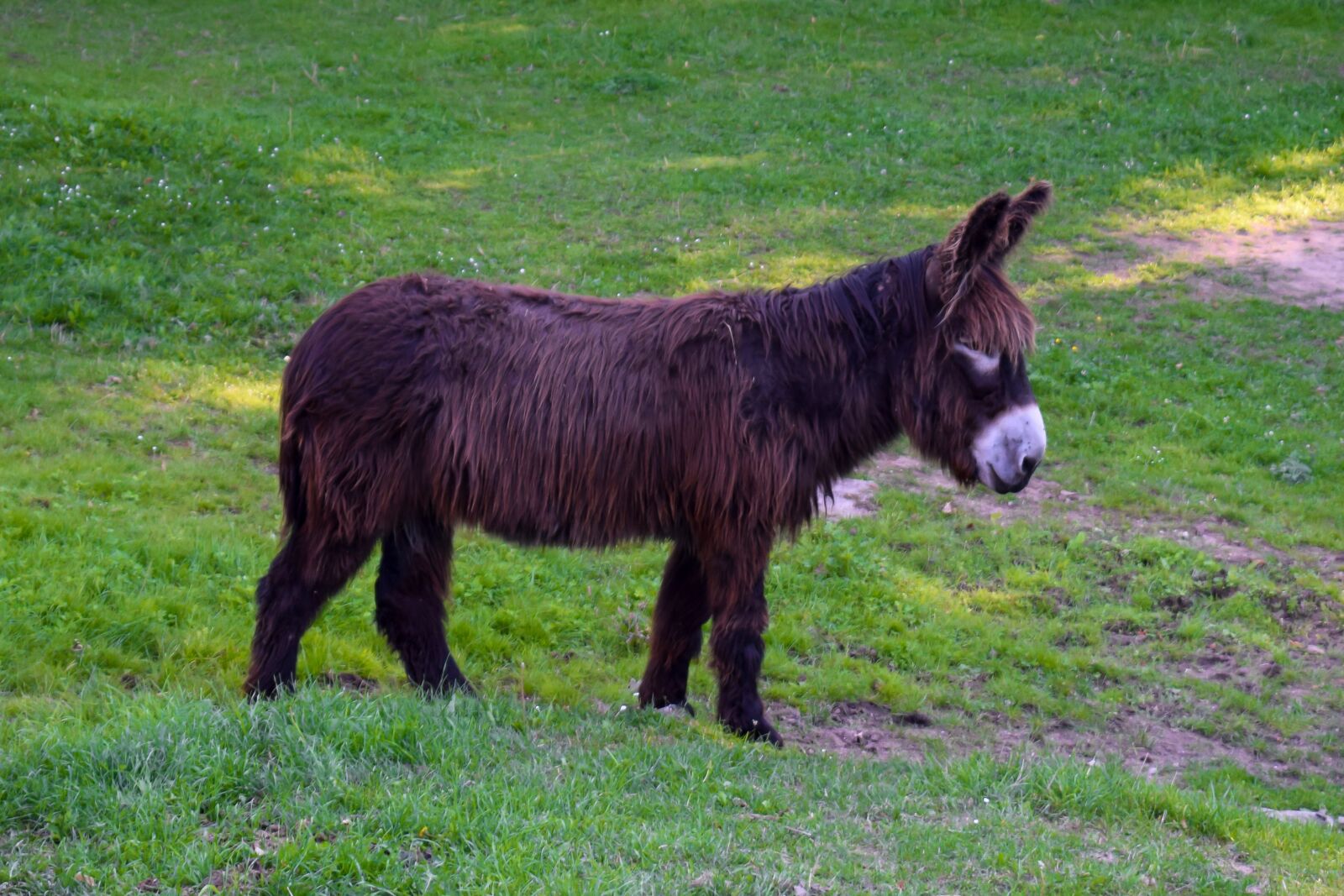 Nikon D5300 sample photo. Donkey, long hair donkey photography