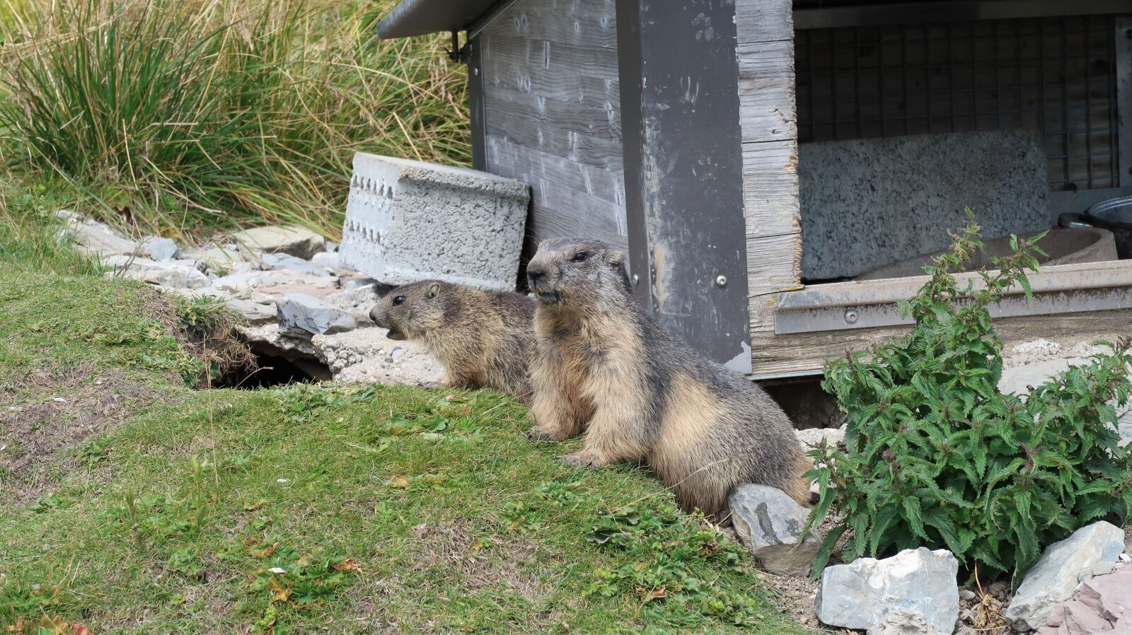 Canon PowerShot G7 X Mark II sample photo. Marmotte, rochers-de-naye, suisse photography