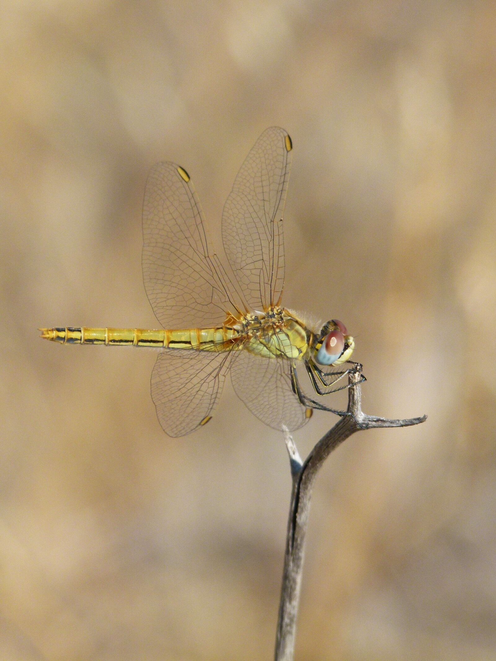 Leica V-Lux 2 sample photo. Dragonfly, yellow dragonfly, branch photography