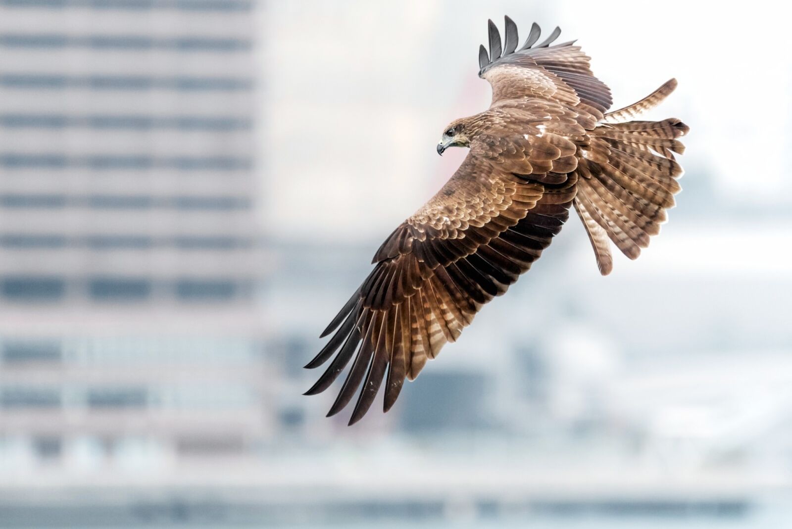 Nikon D750 sample photo. Black kite, wildlife, urban photography