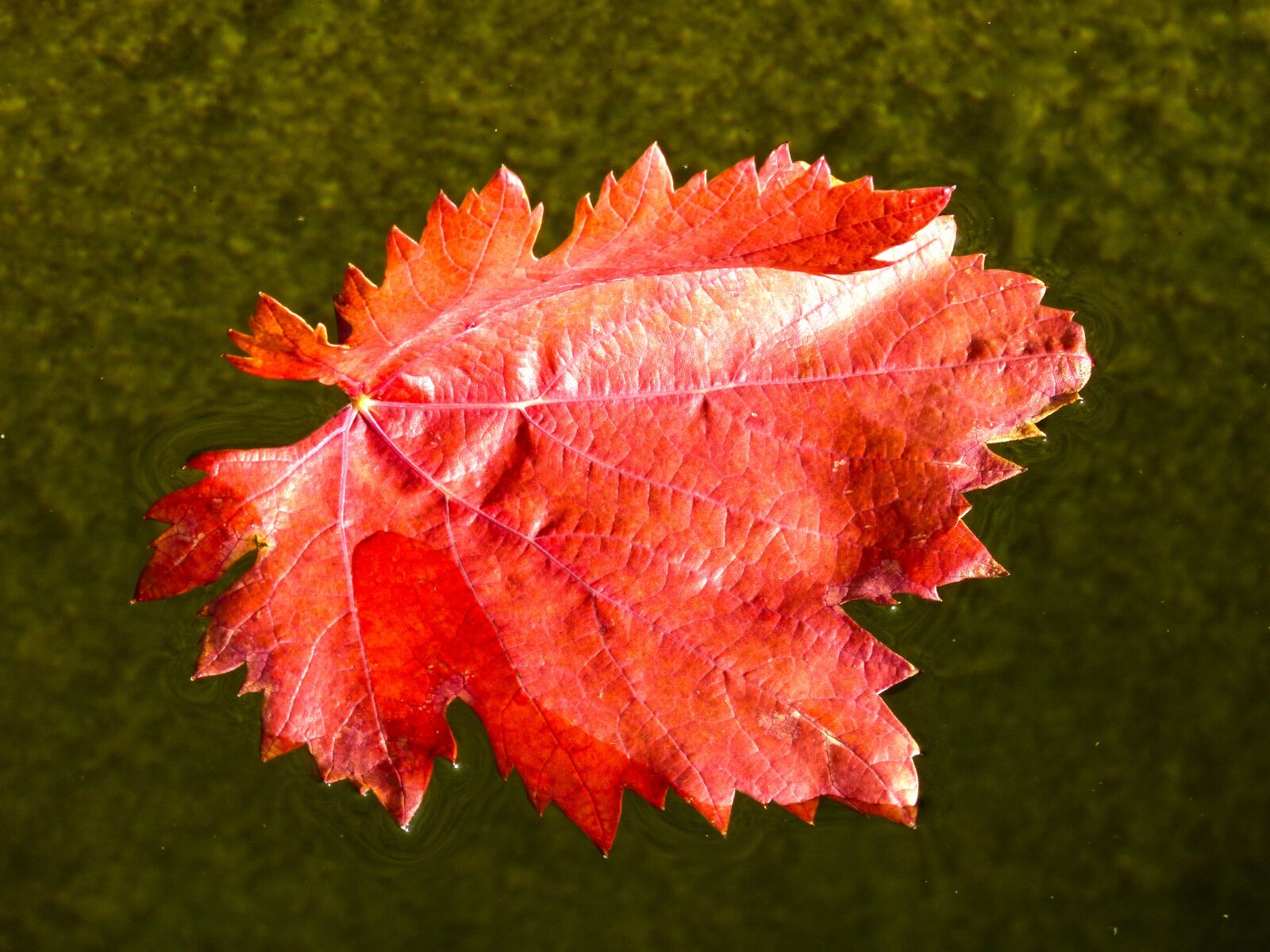 Panasonic DMC-FZ62 sample photo. Leaf, red leaf, vine photography