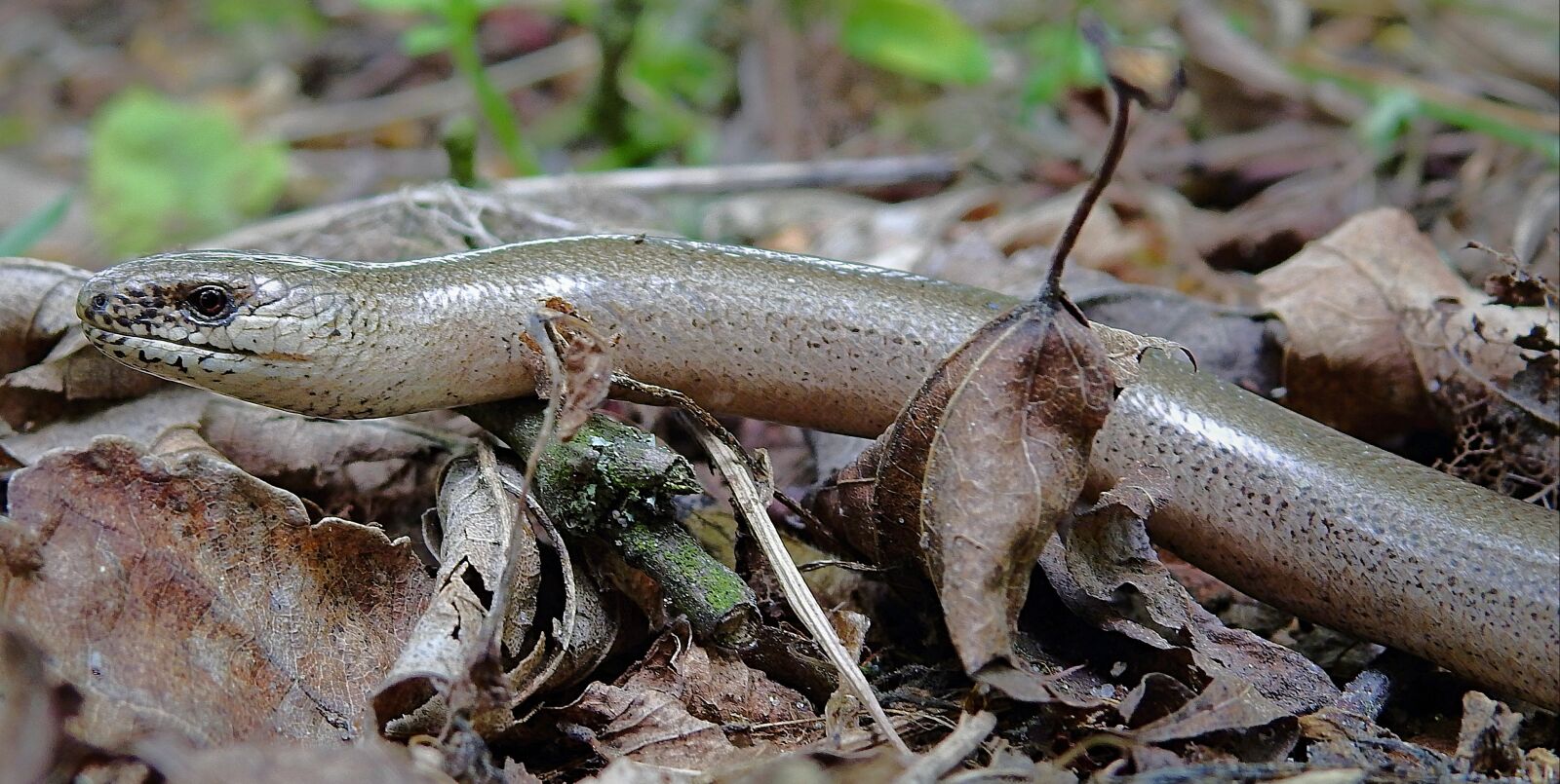 Nikon Coolpix P900 sample photo. Yellow belly, lizard beznoga photography