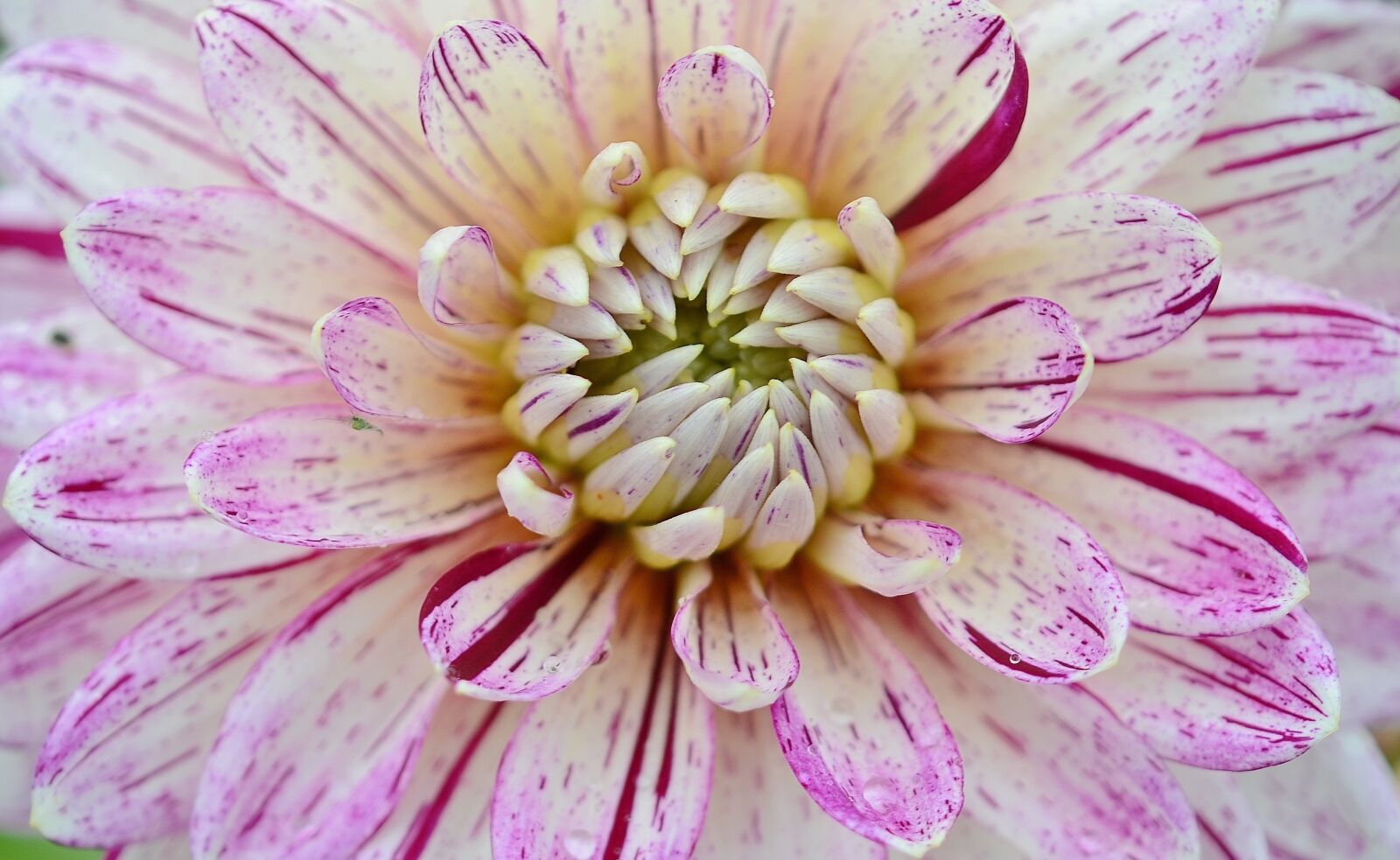 Nikon D7000 sample photo. Flower, natur, spring photography