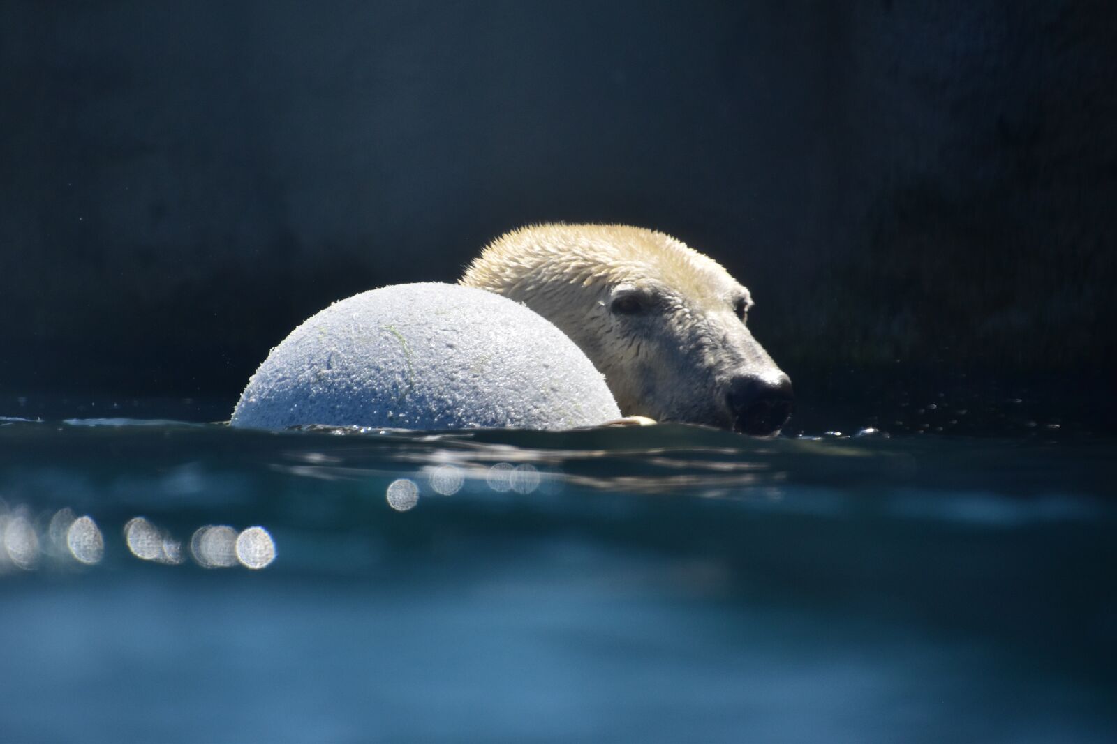Nikon D5500 sample photo. Bear, polar, animal photography