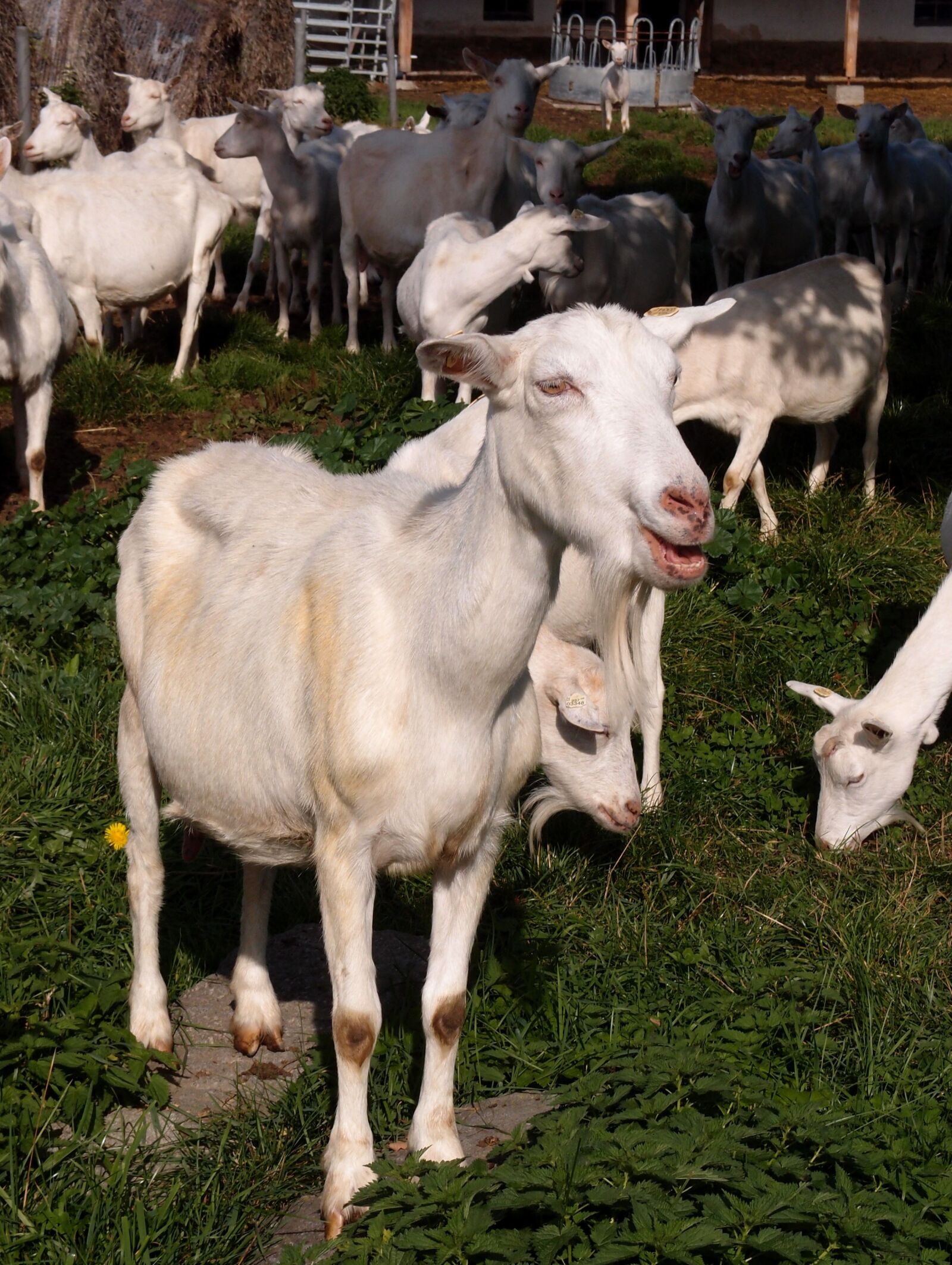 Olympus XZ-1 sample photo. Goat, animal, nature photography
