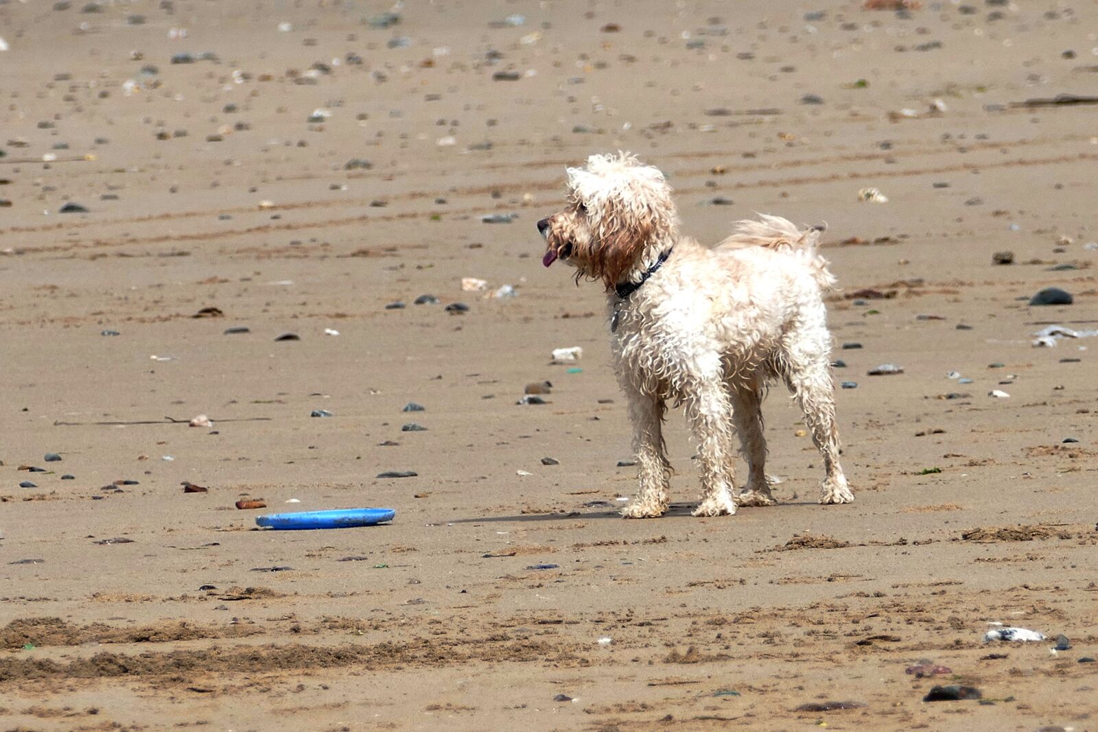 Panasonic Lumix DMC-FZ1000 sample photo. Dog, beach, pet photography