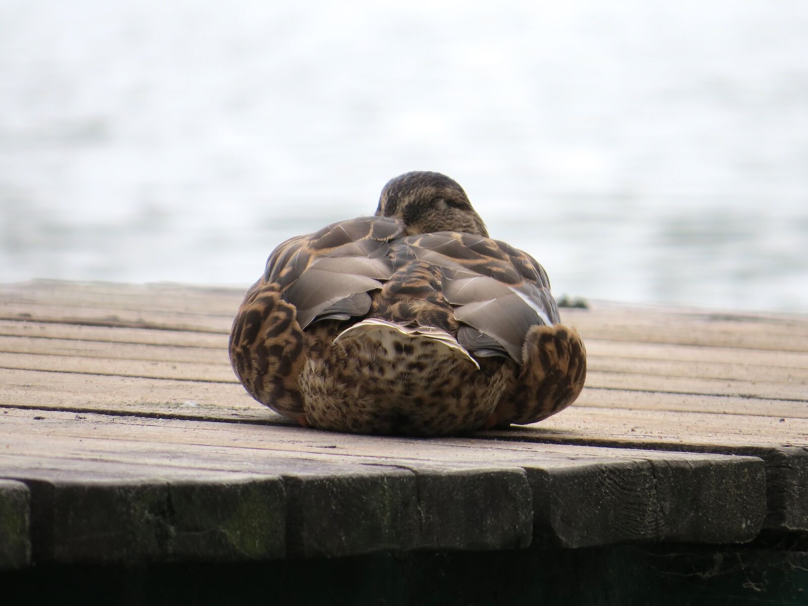 Canon PowerShot SX50 HS sample photo. Duck, haven, water photography