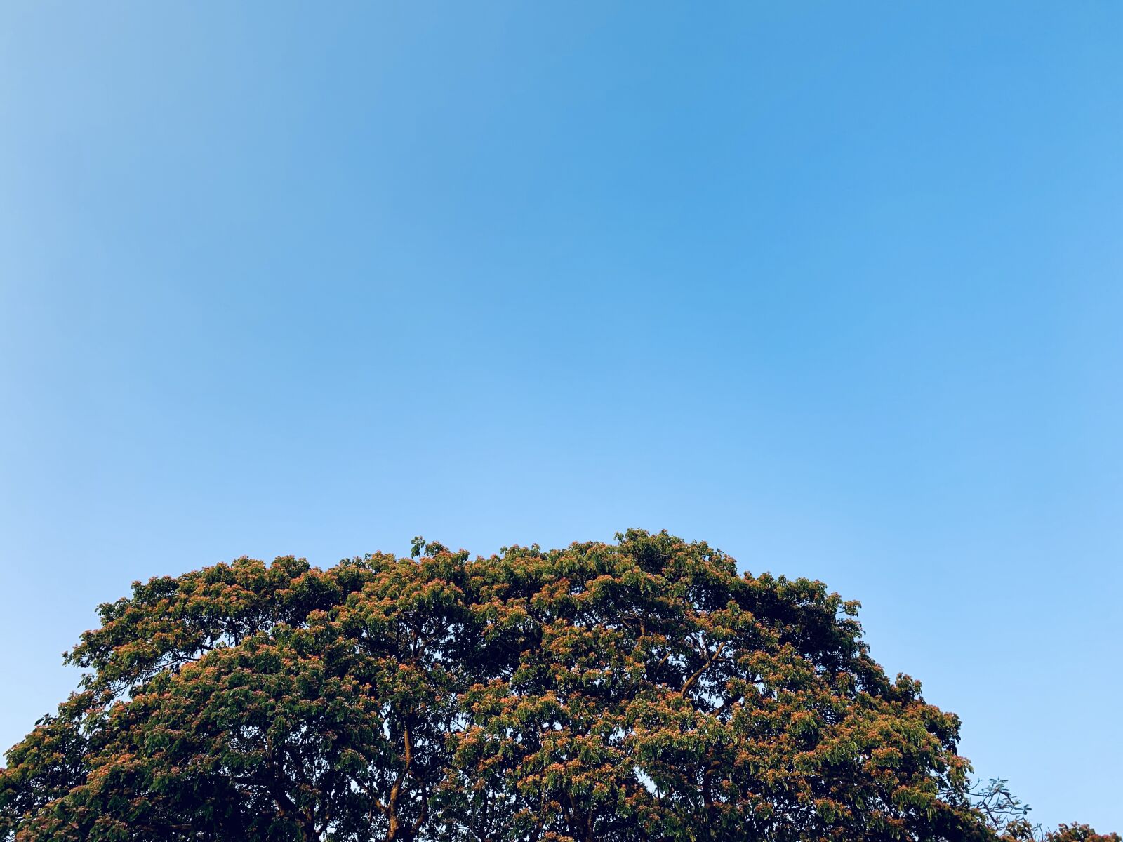 Apple iPhone XR sample photo. Sky, blue, tree photography