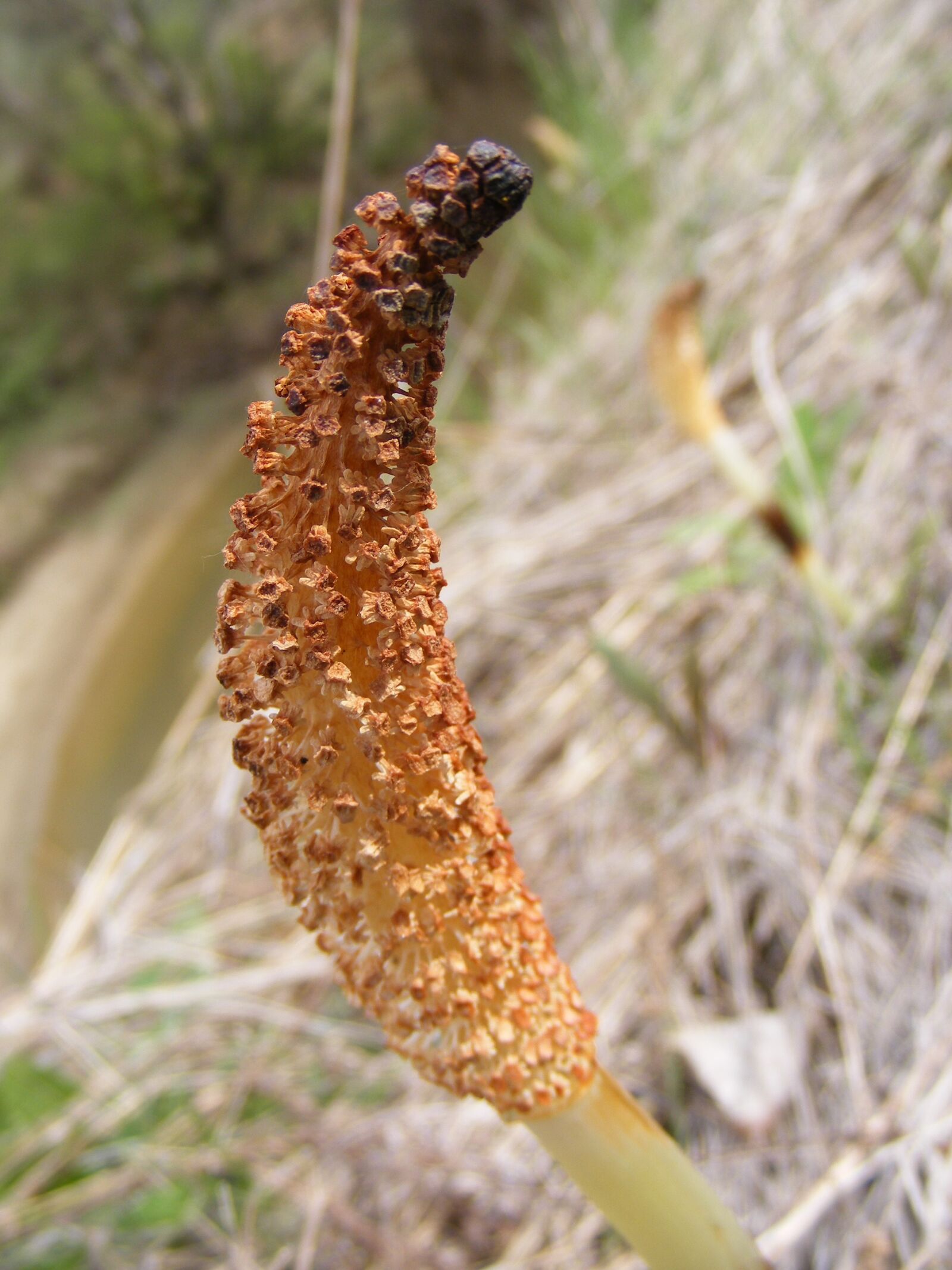 Fujifilm FinePix S5700 S700 sample photo. Arvense, diuretic, equisetum photography