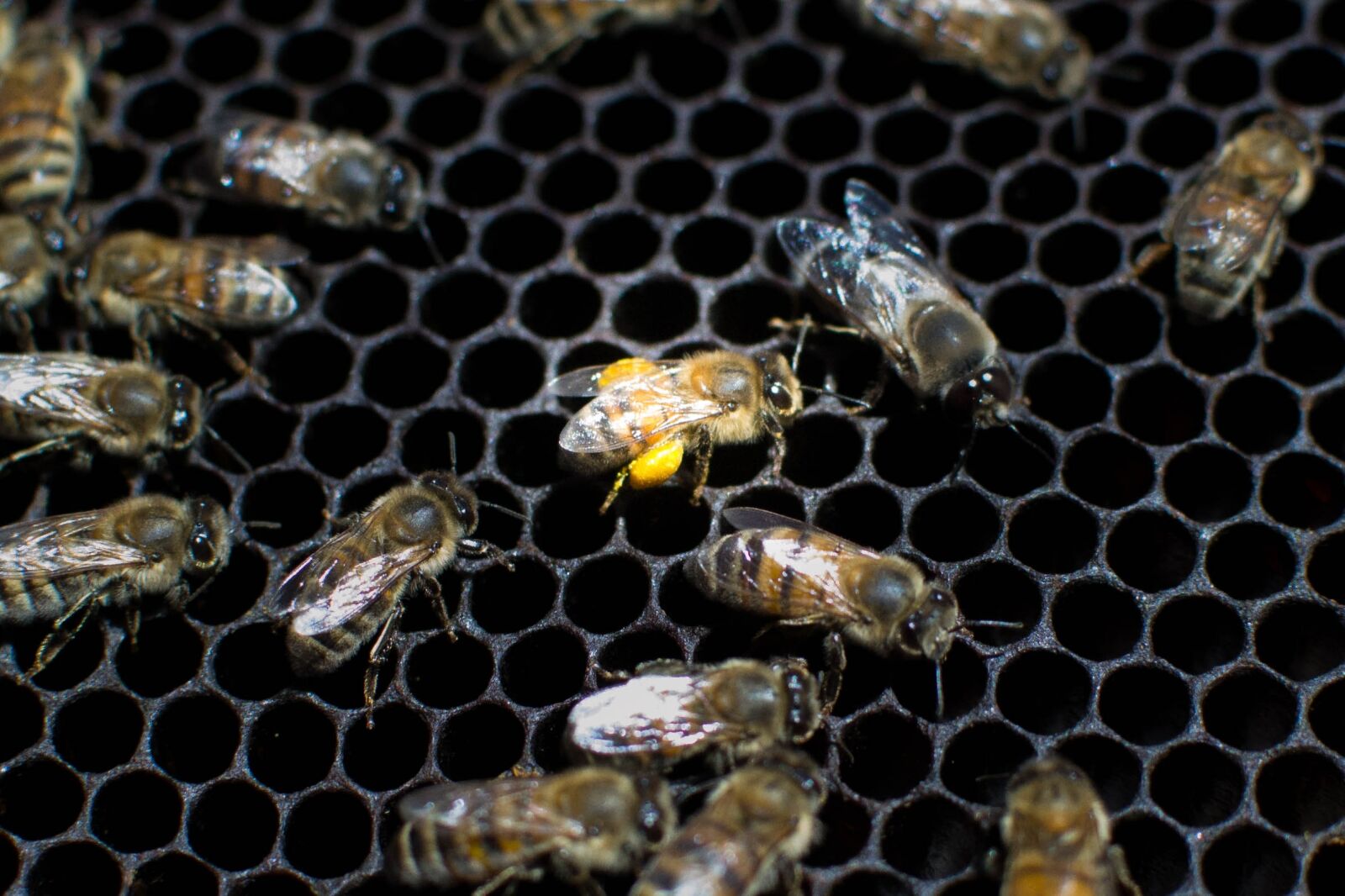 Nikon D3100 sample photo. Bees, nature, beekeeping photography