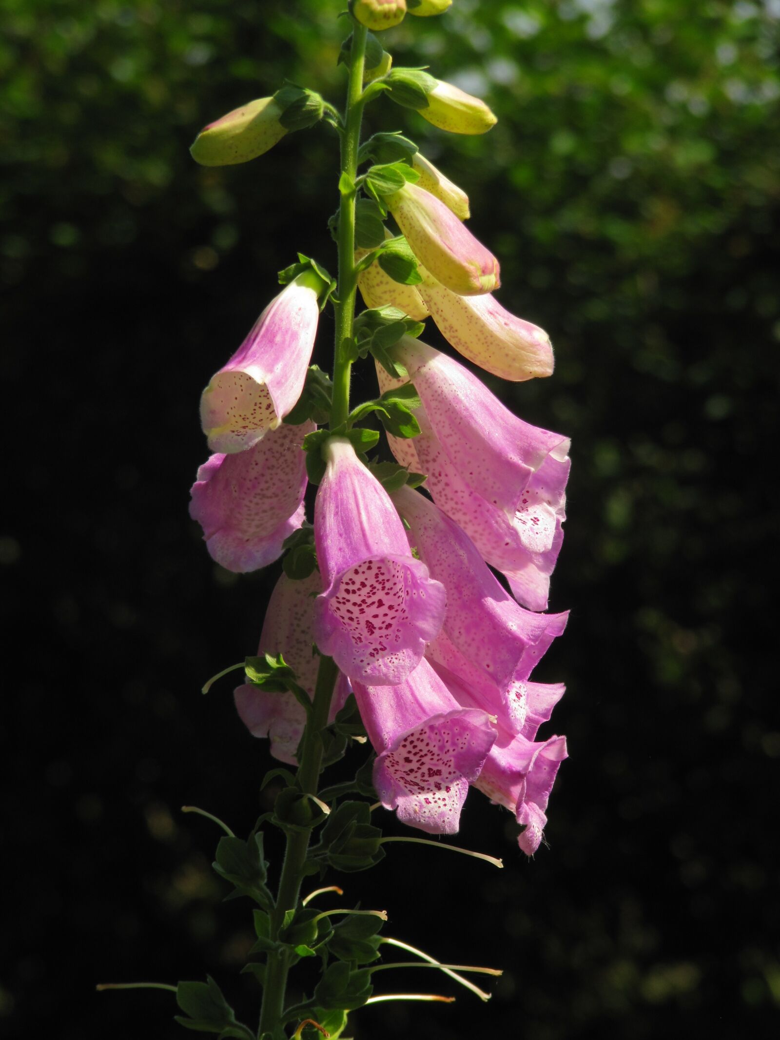 Canon PowerShot SX200 IS sample photo. Thimble, lamiaceae, digitalis photography
