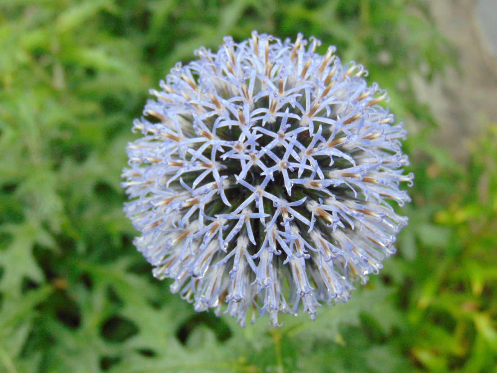 Sony Cyber-shot DSC-H300 sample photo. After the rain, wet photography