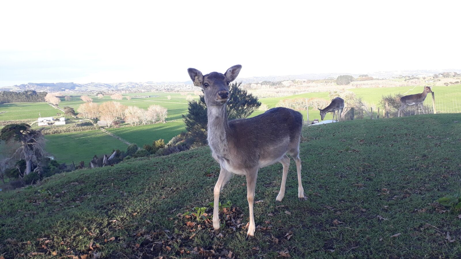Samsung Galaxy A3(2017) sample photo. Deer, deer farm, farm photography