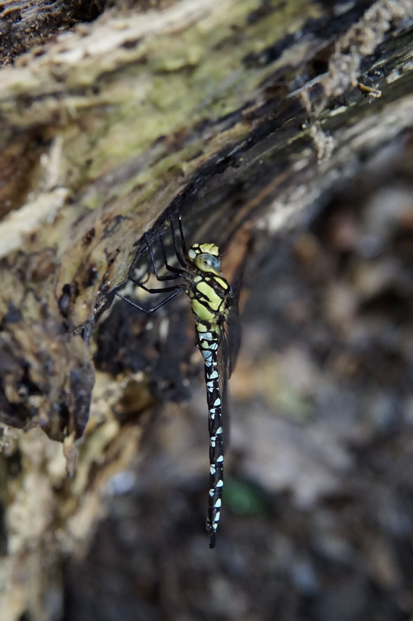 30mm F1.4 DC DN | Contemporary 016 sample photo. Dragonfly, branch, insect photography