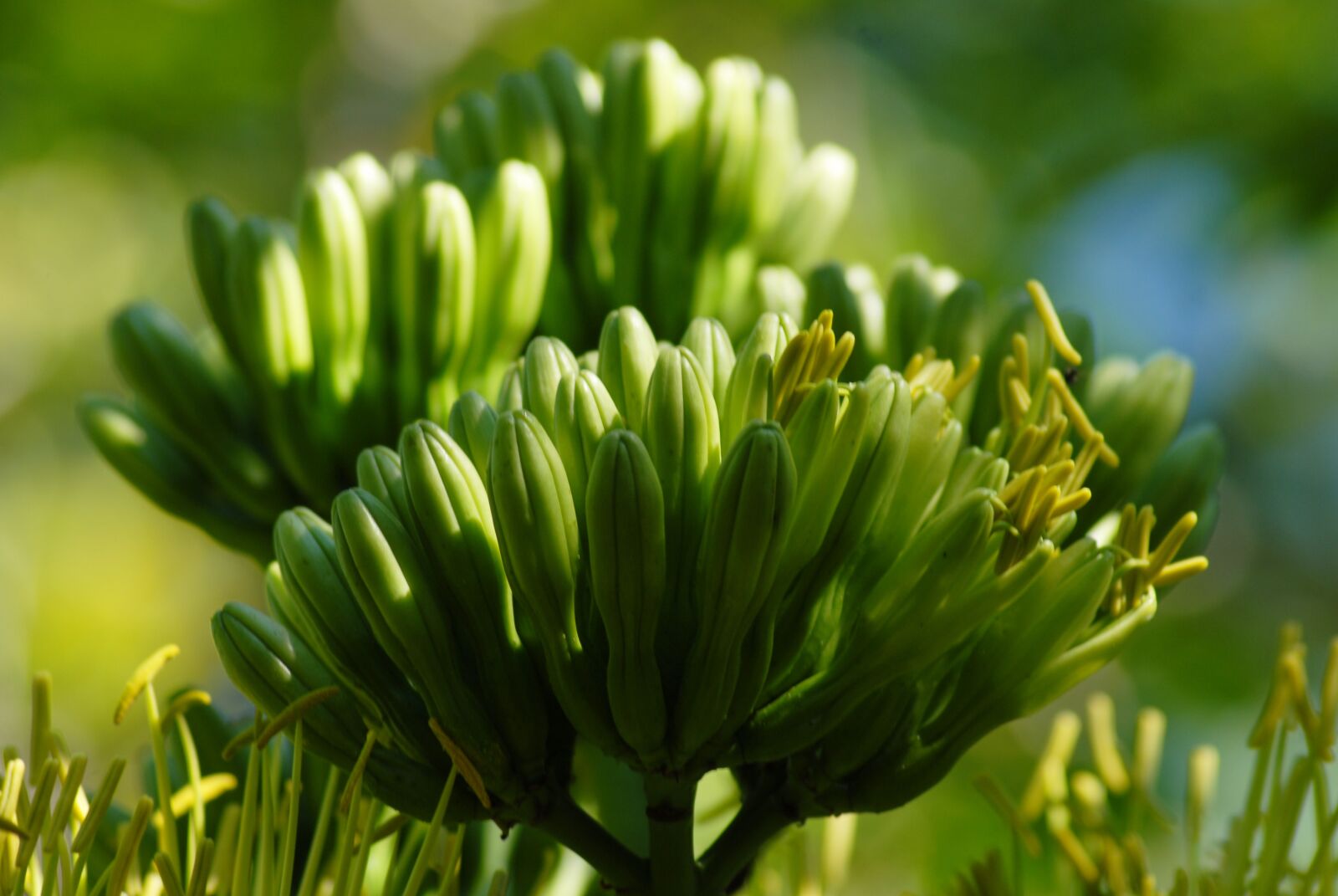 Nikon D200 sample photo. Cacayas, wild vegetables, field photography
