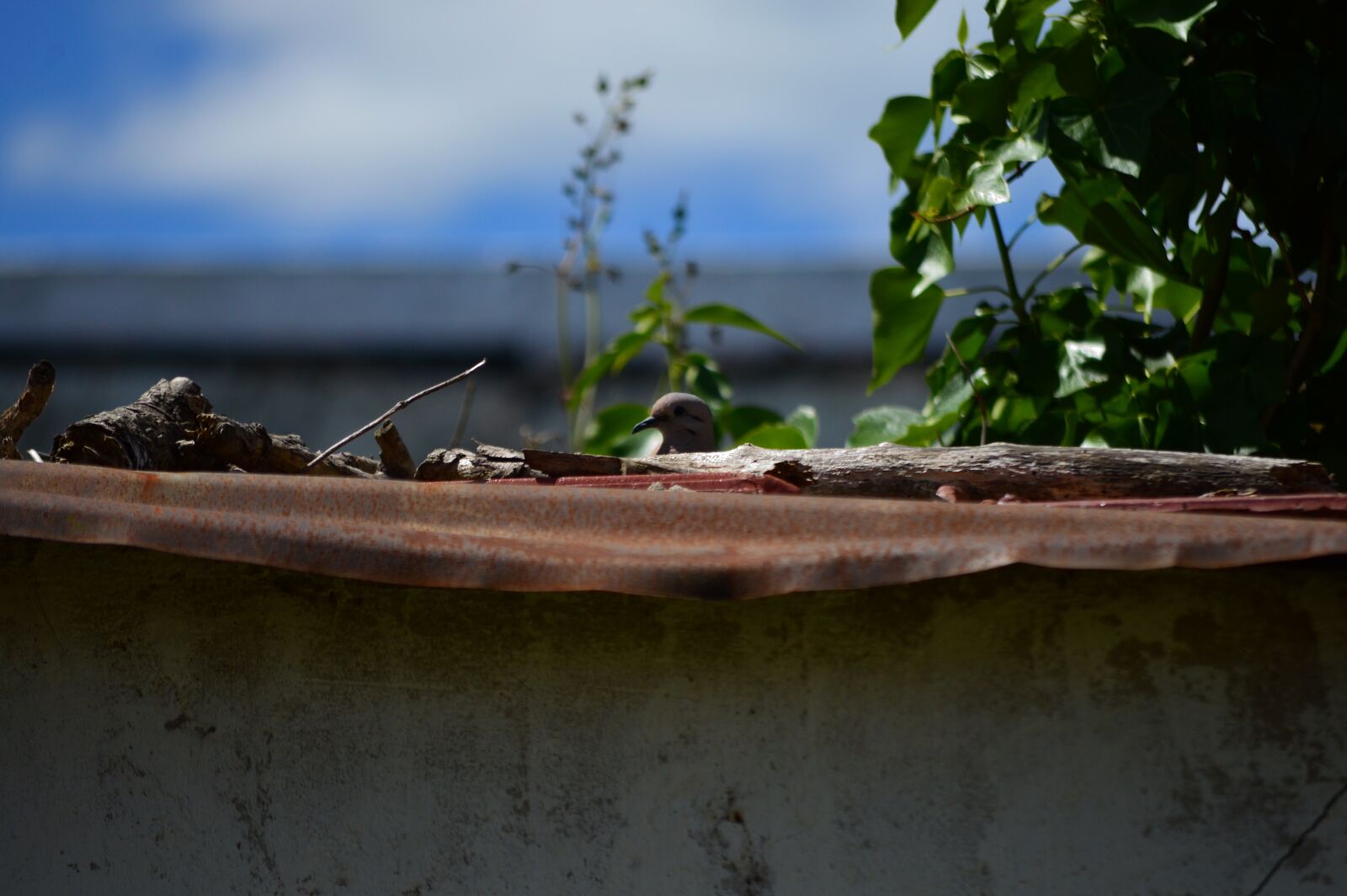 Nikon D3200 sample photo. Paloma, garden, ceiling photography