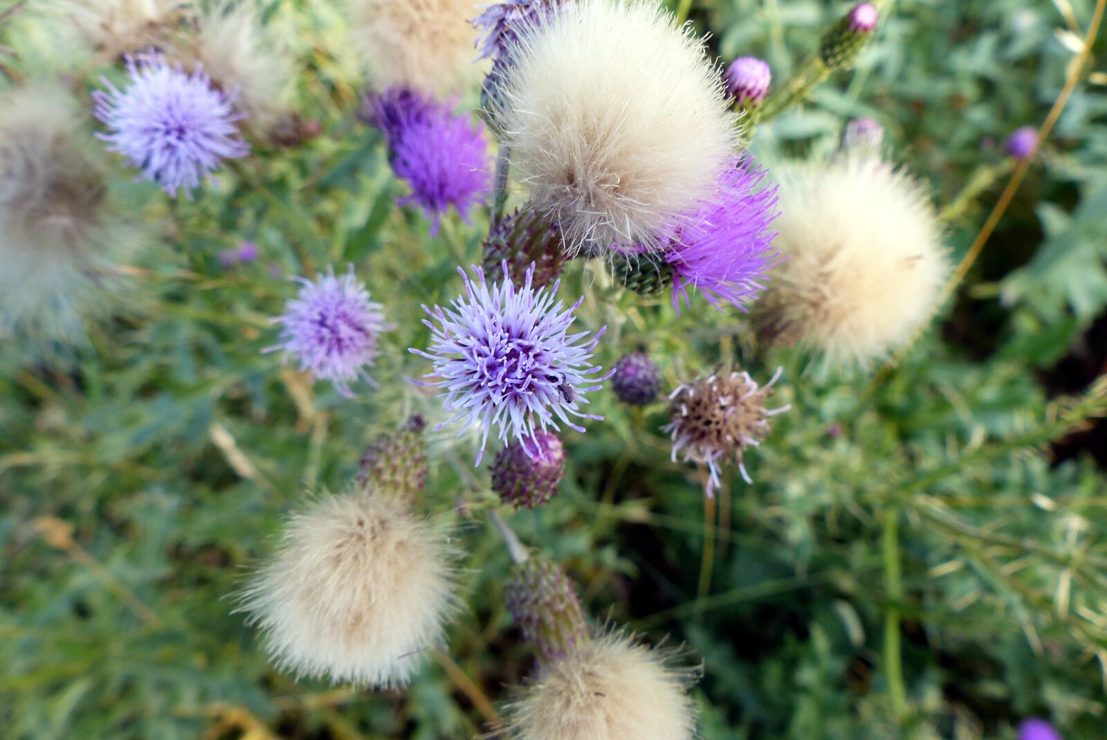 Panasonic Lumix DMC-FZ200 sample photo. Flowers, wild, spring photography